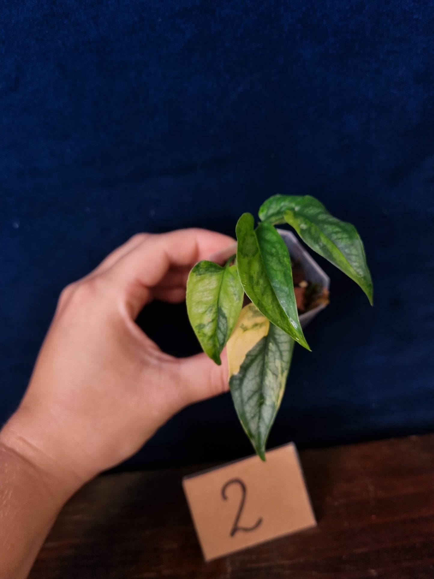 Monstera Siltepecana Aurea