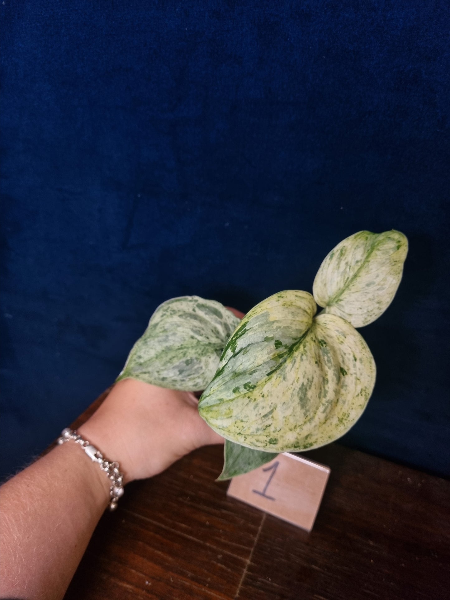 Scindapsus Peasun Medium