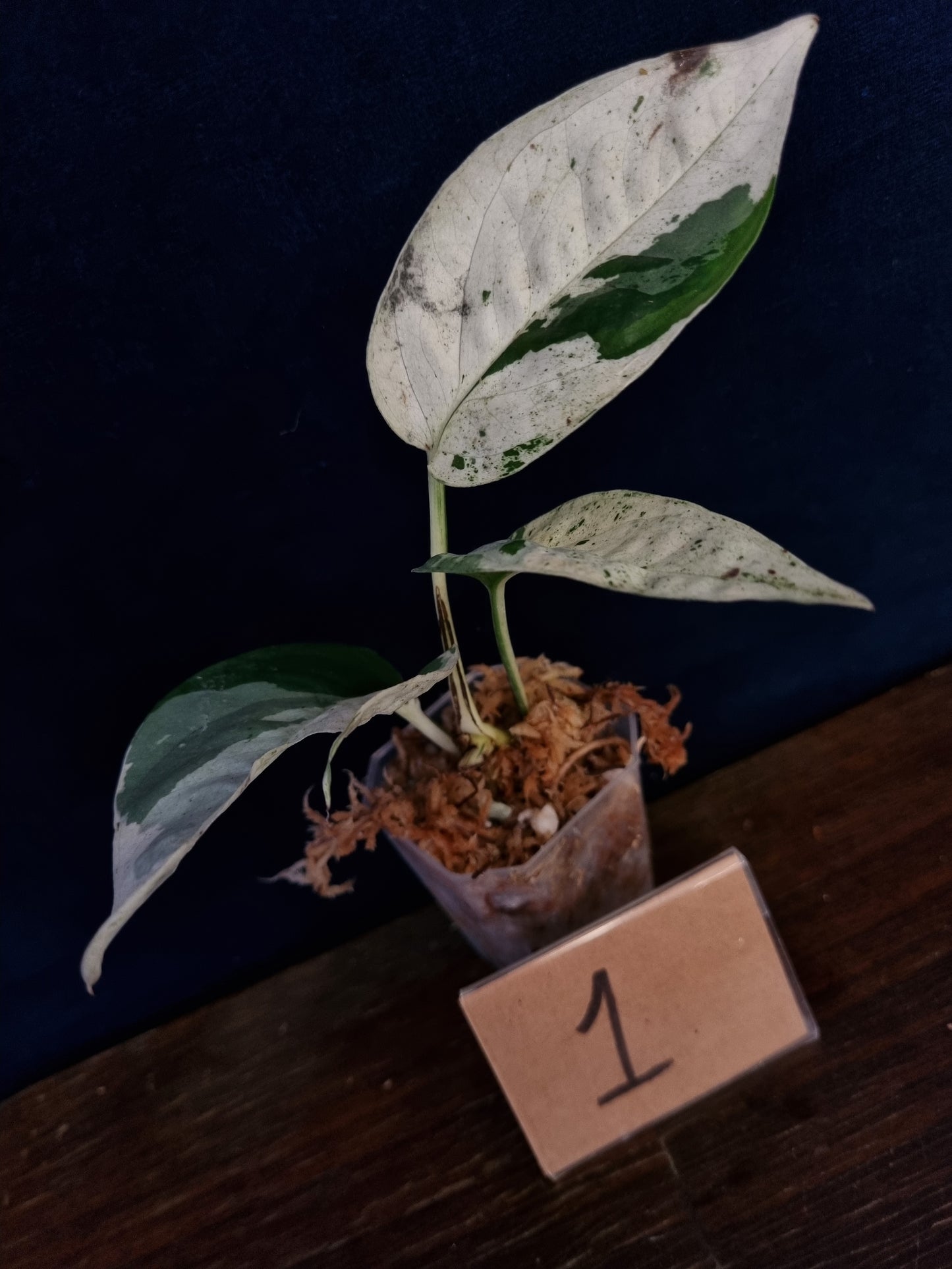 Epipremnum Pinnatum Marble