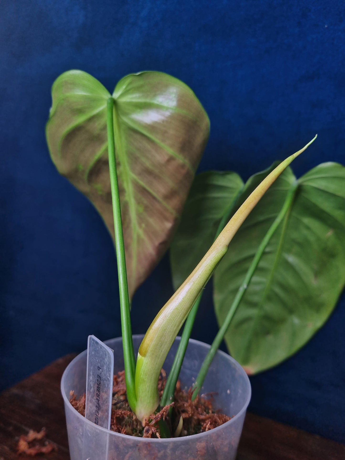 Philodendron Esmeraldense