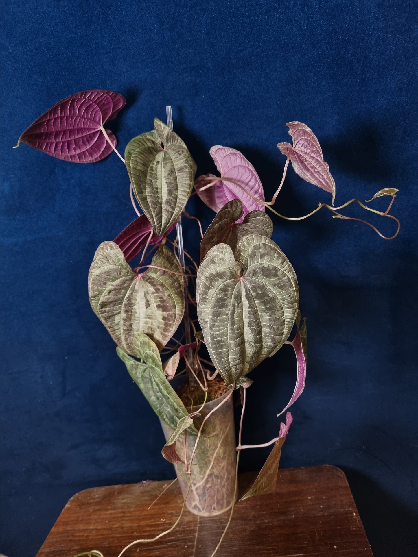 Dioscorea Discolor Big