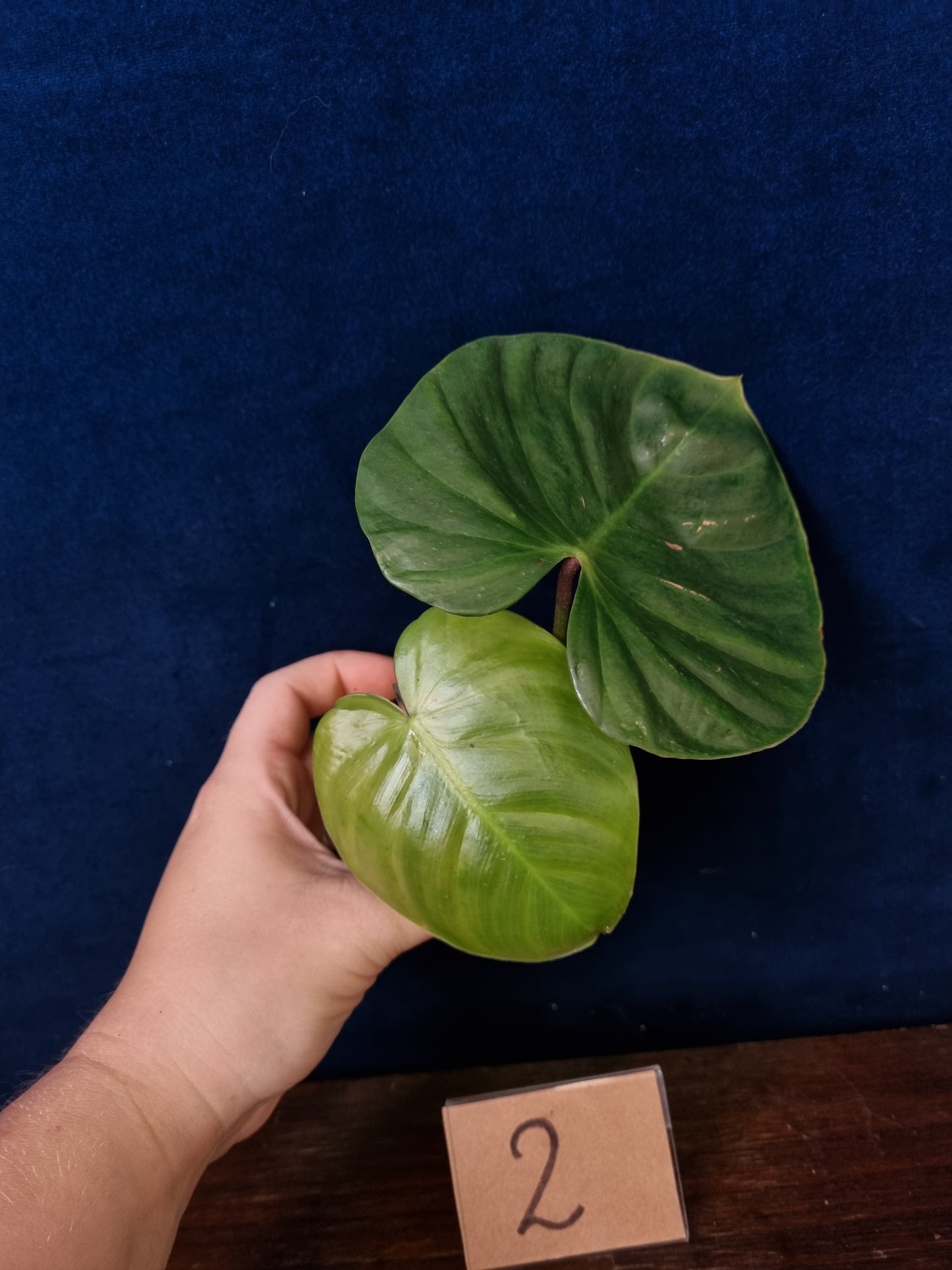 Philodendron Nangaritense x Wernerii
