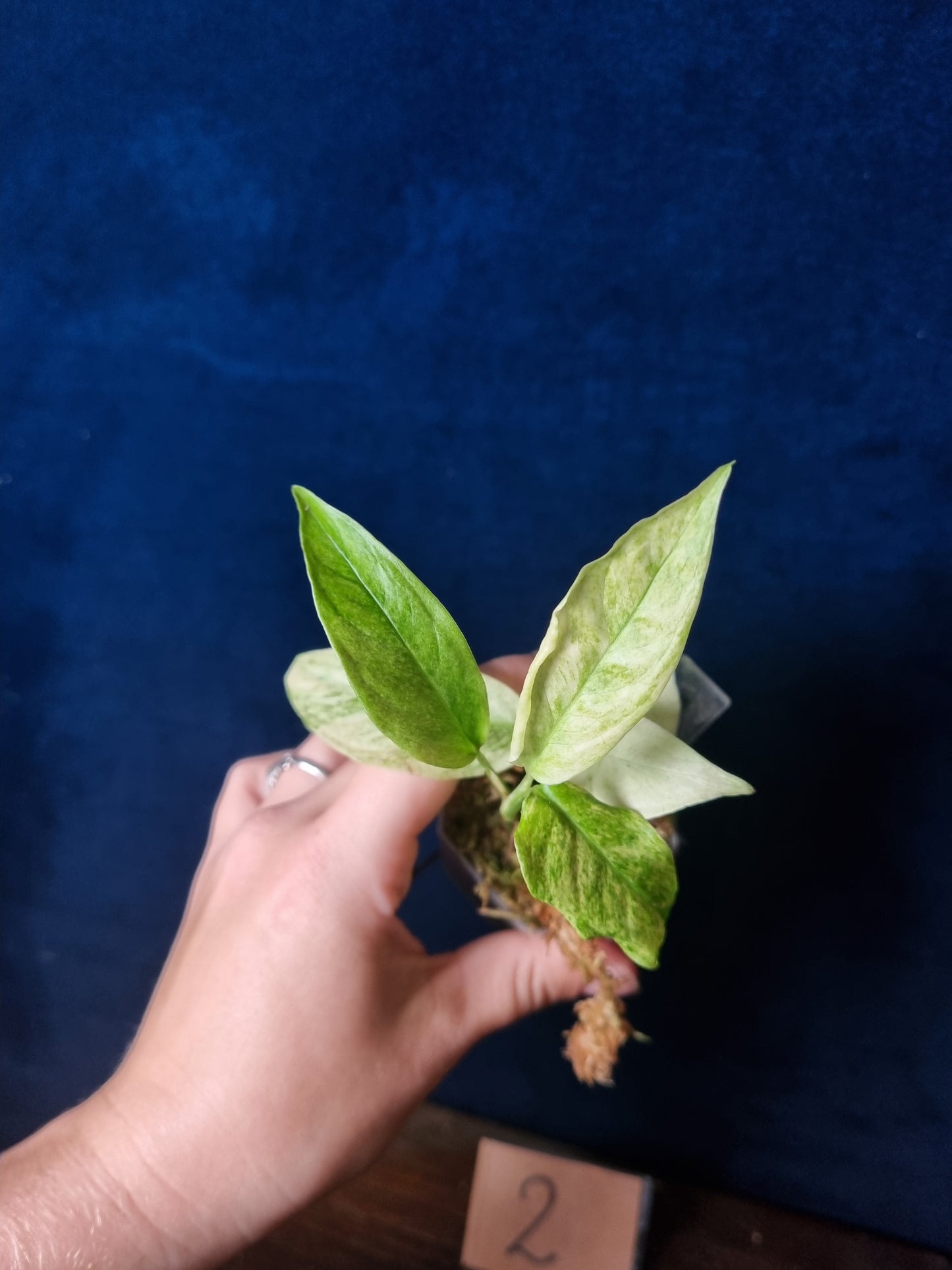 Monstera Laniata Mint