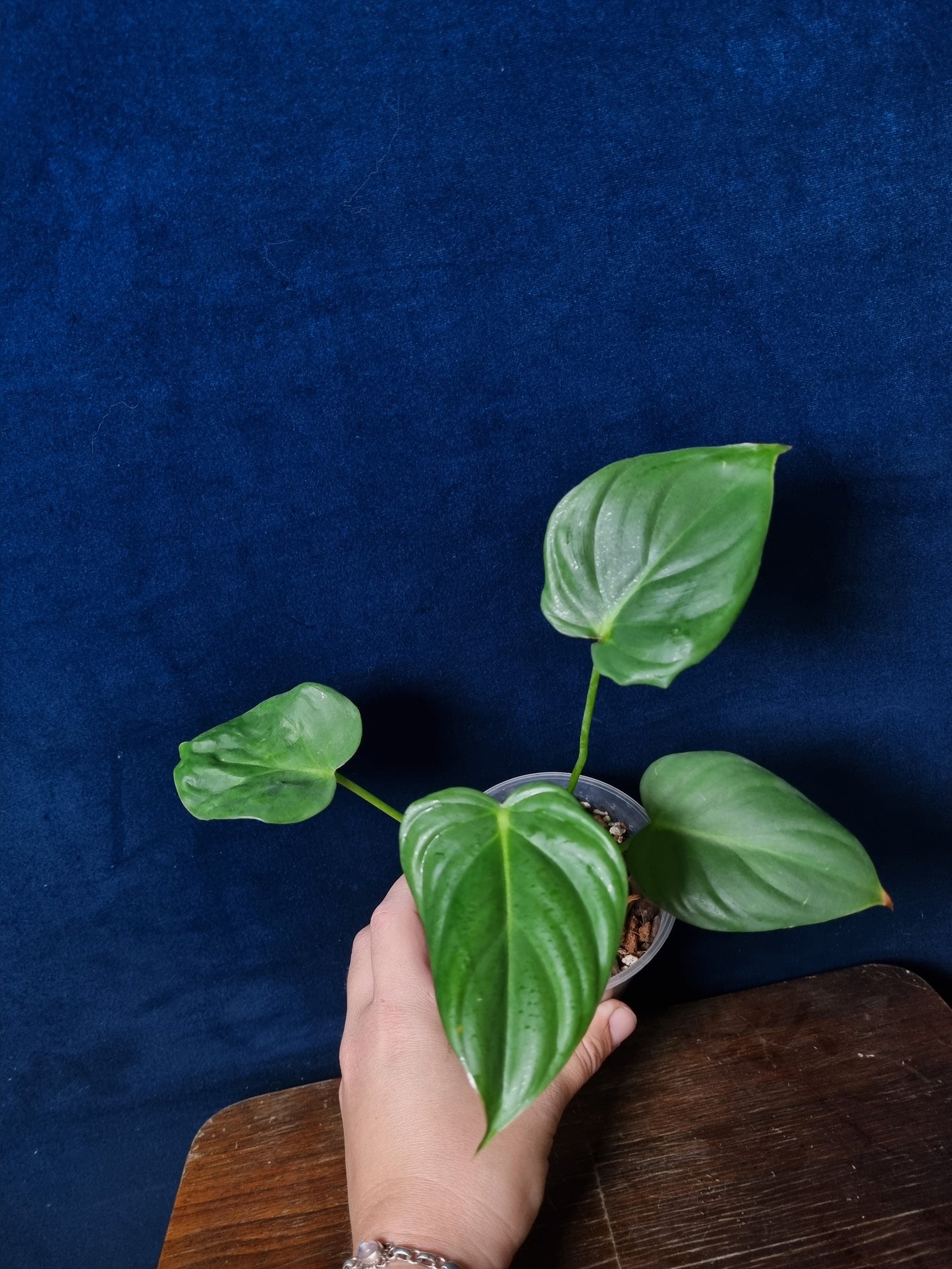 Philodendron McDowell