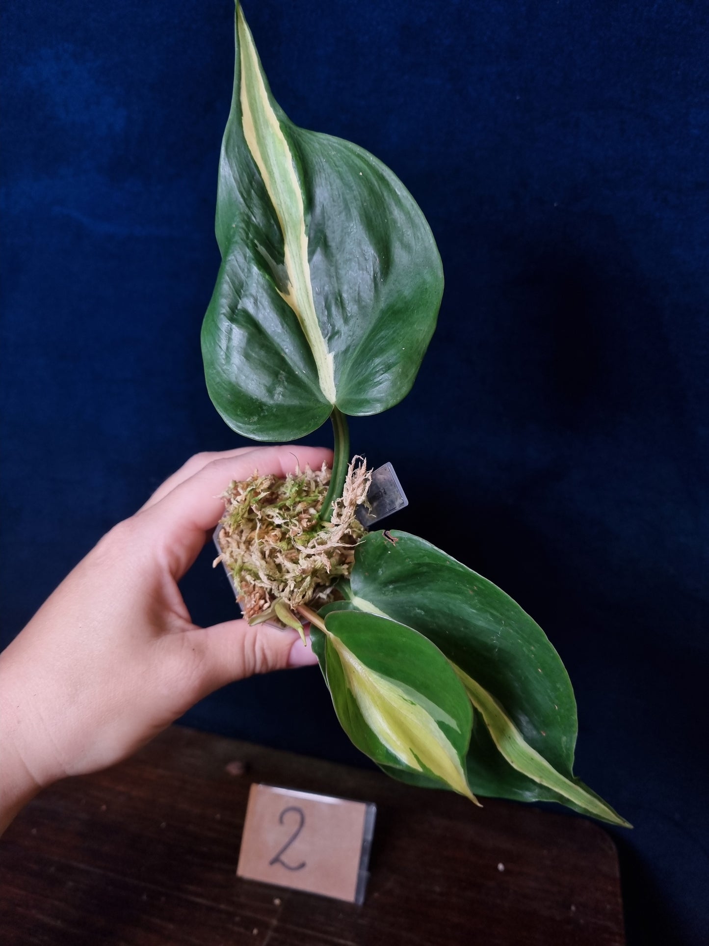 Philodendron Cream Splash Big Leaves