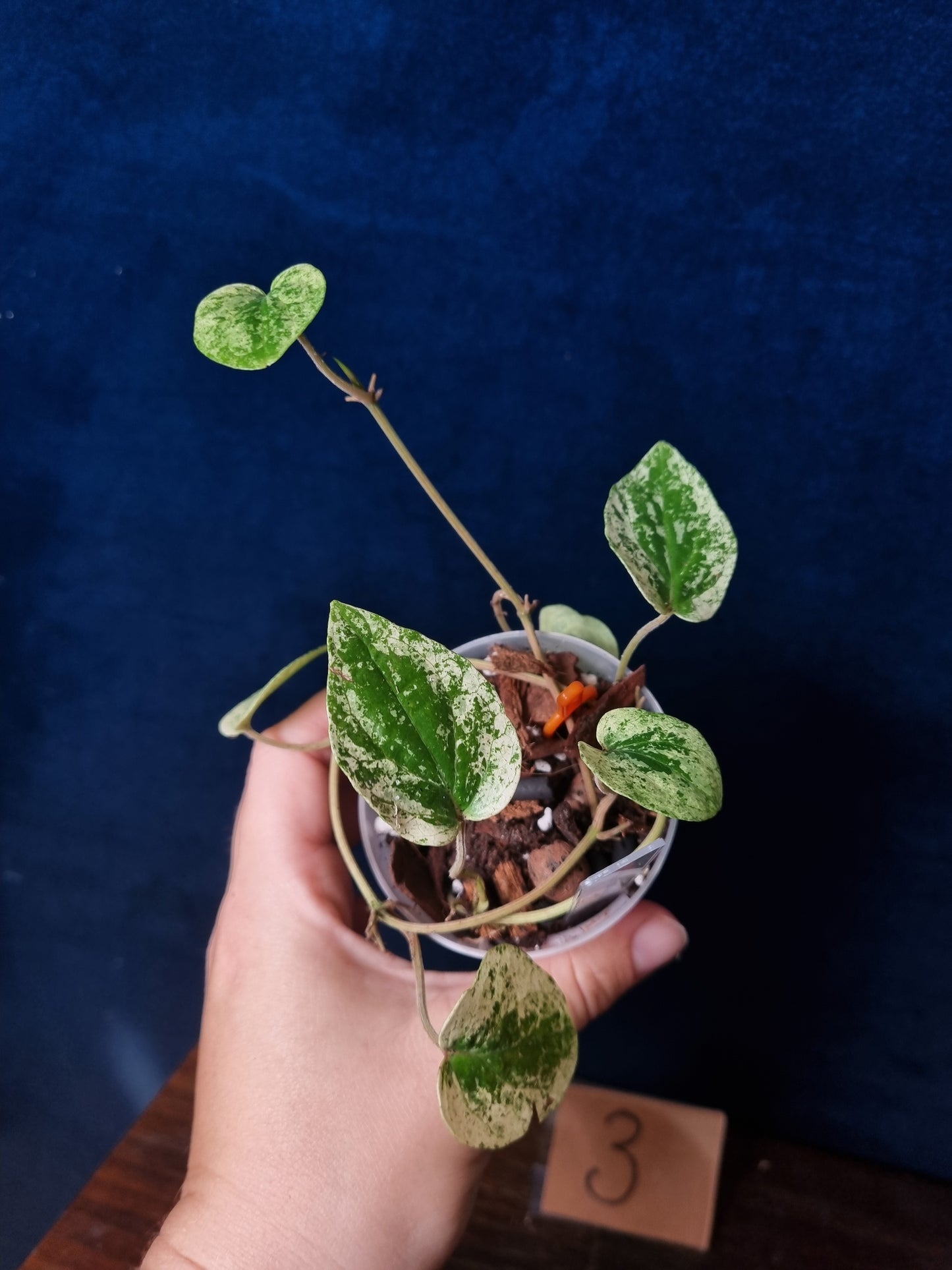 Piper Macropiper Variegata Small