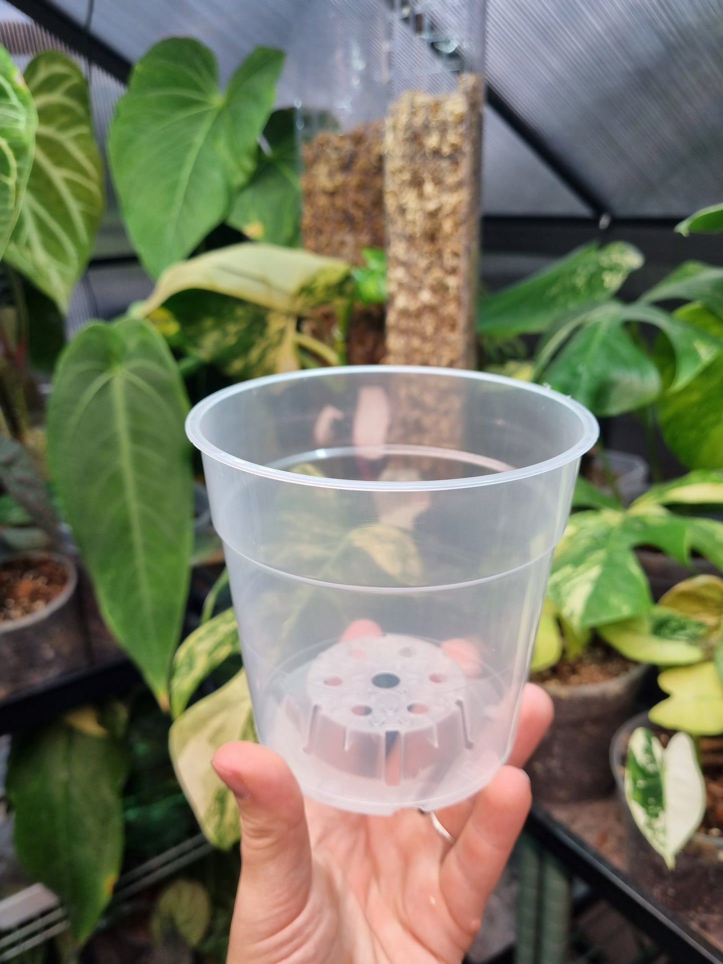 Clear Pot D12 set of 5
