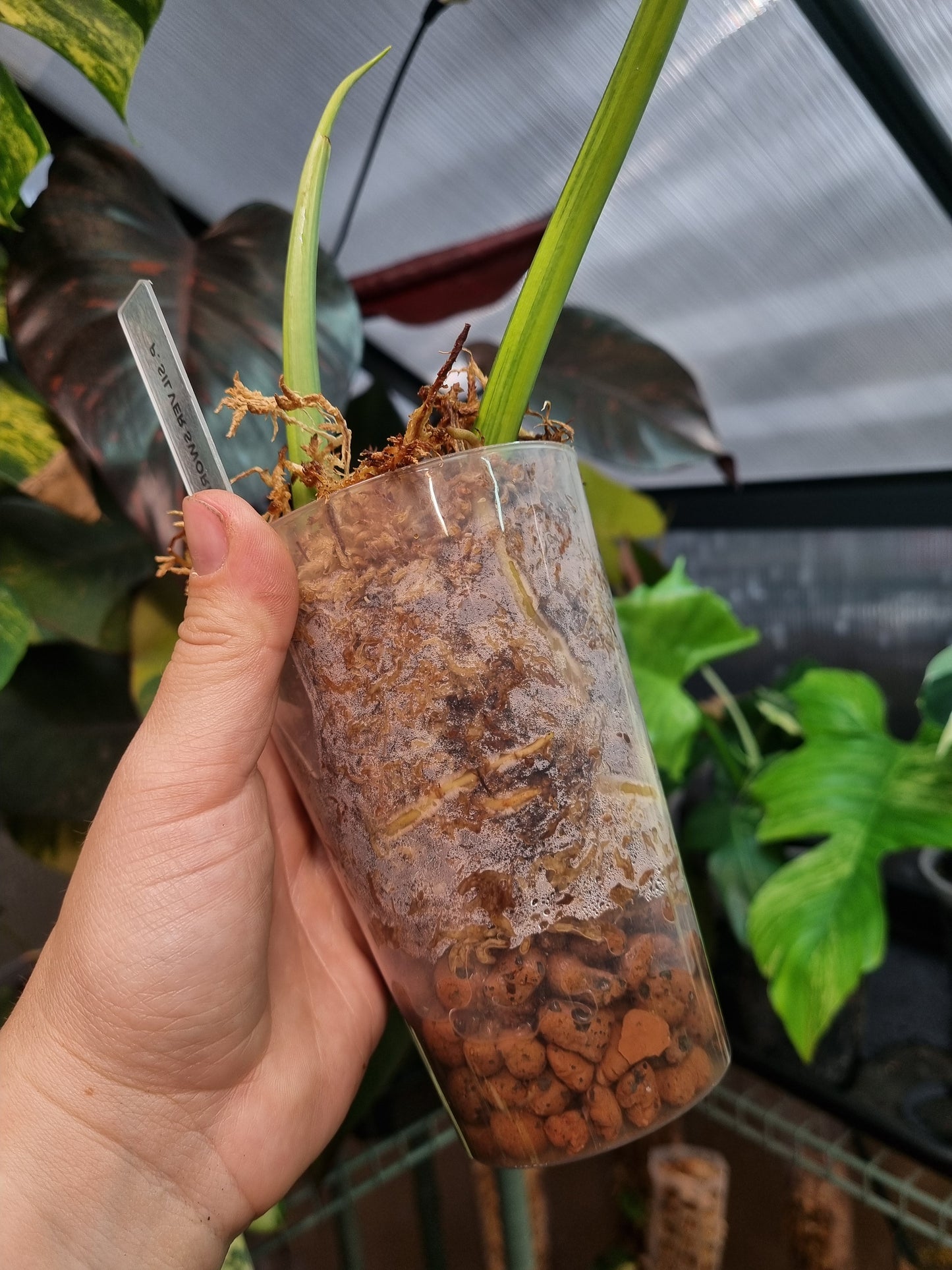 Propagation Cup 400ML x5