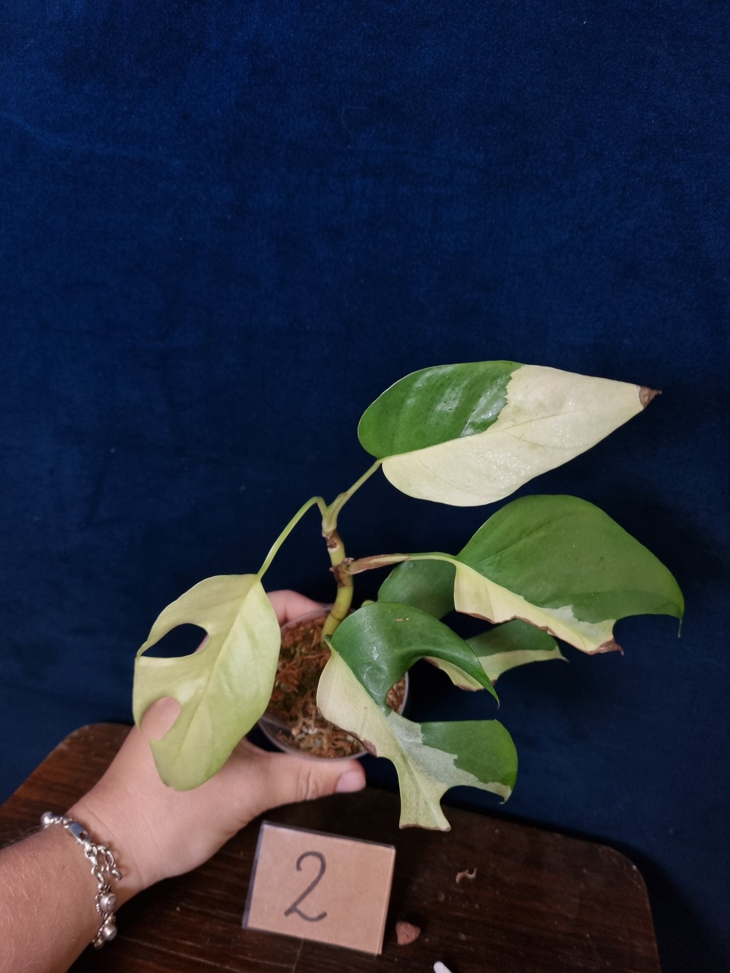 Rhaphidophora Tetrasperma Albo