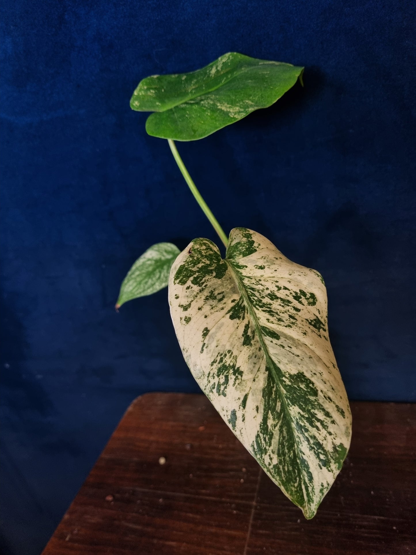 Monstera Mint