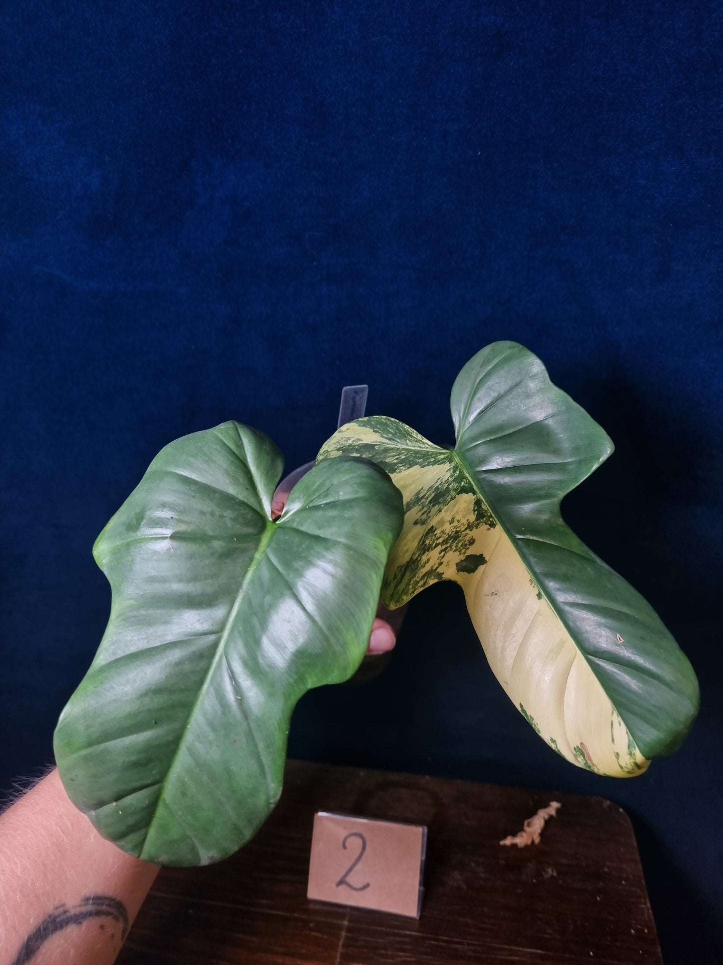 Philodendron Bipennifolium Variegata