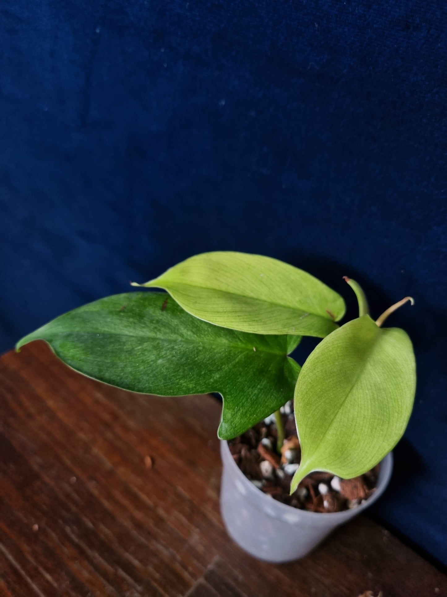 Philodendron Florida Ghost