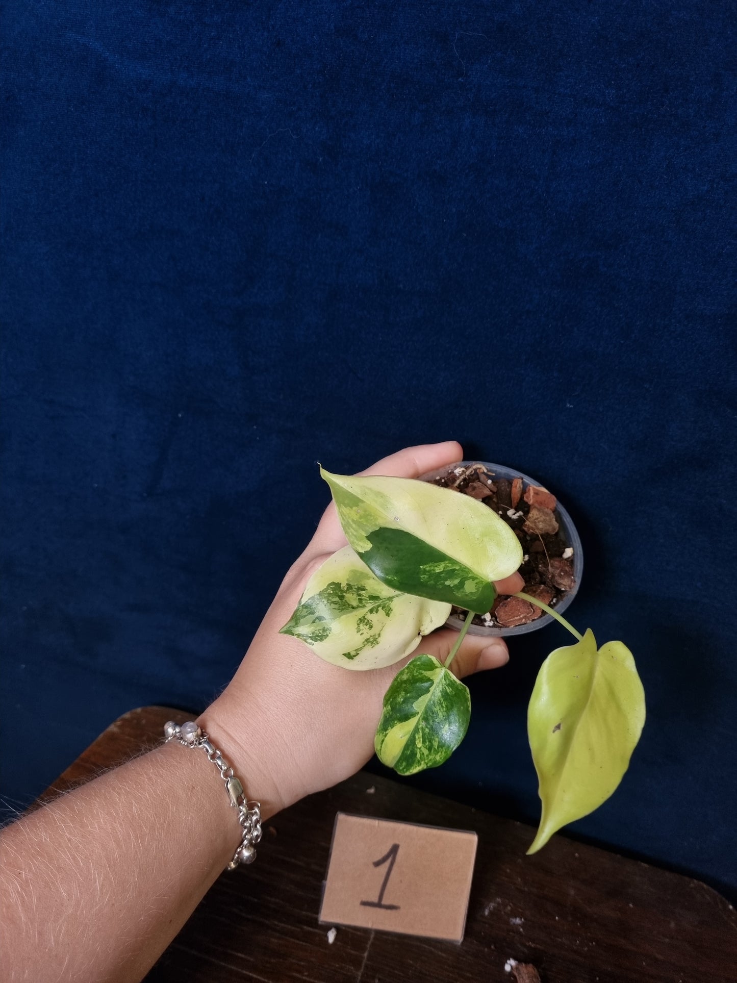 Philodendron Burle Marx Variegata