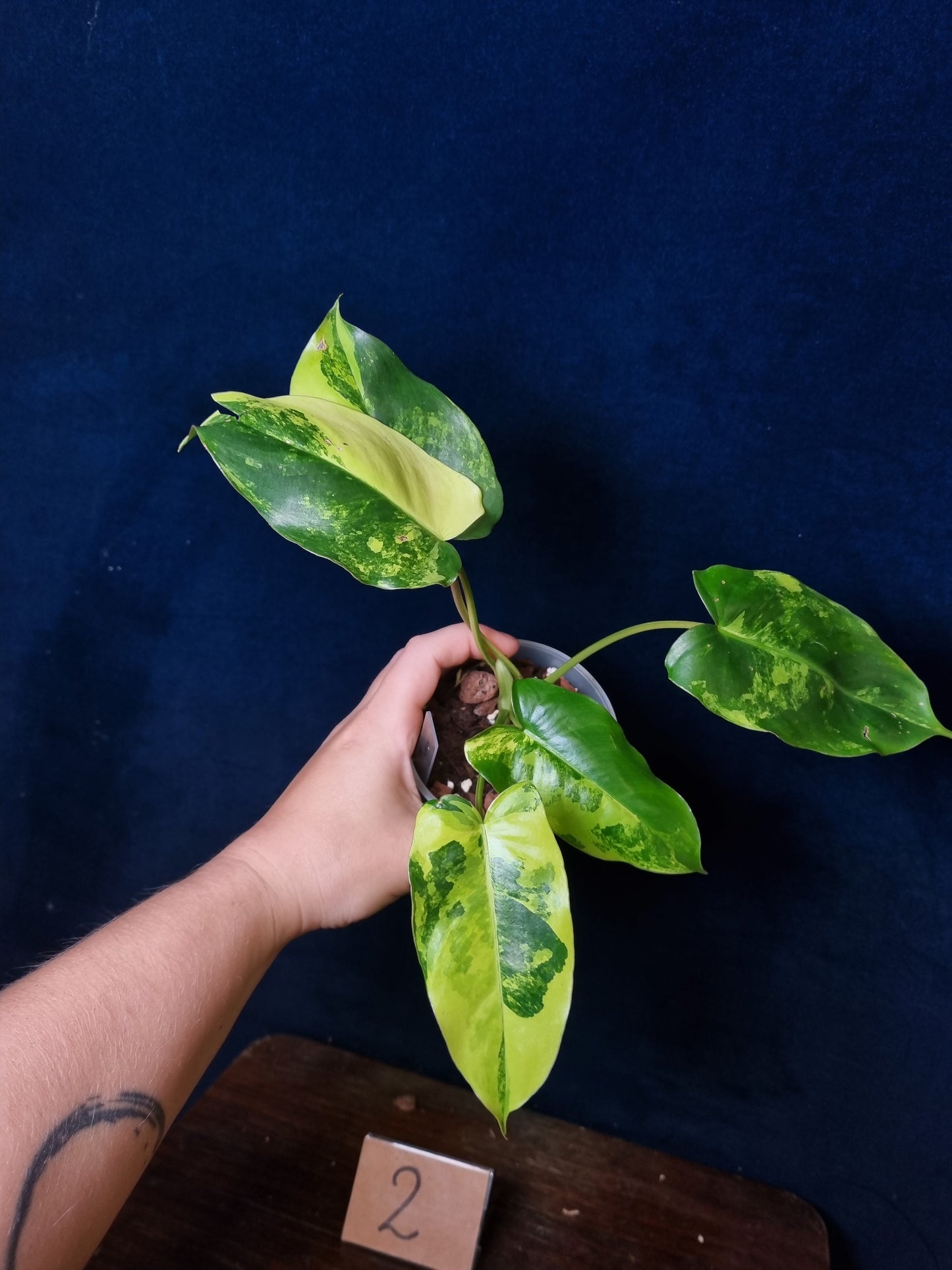 Philodendron Burle Marx Variegata Medium