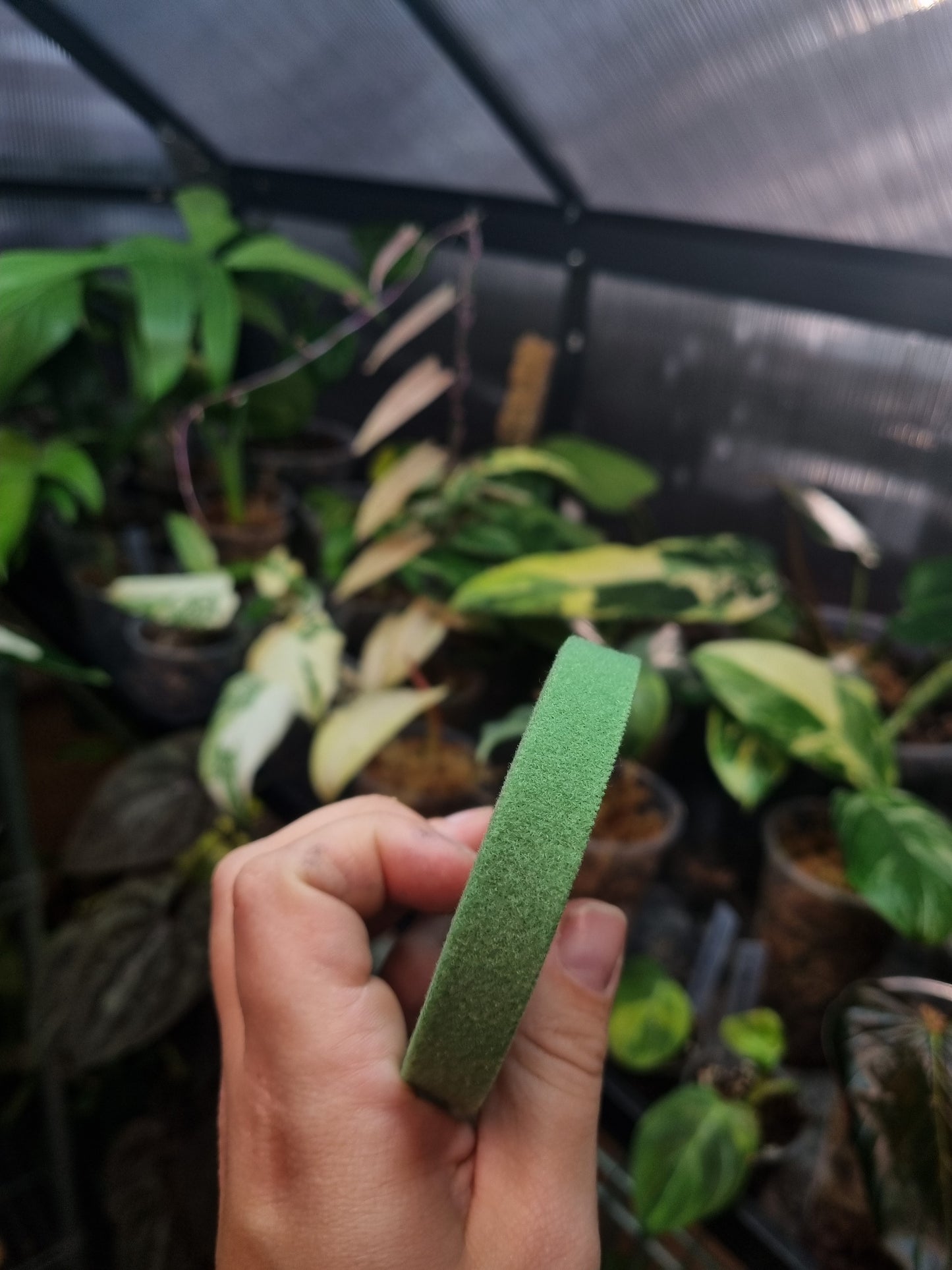 Velcro Plant Tie 5M