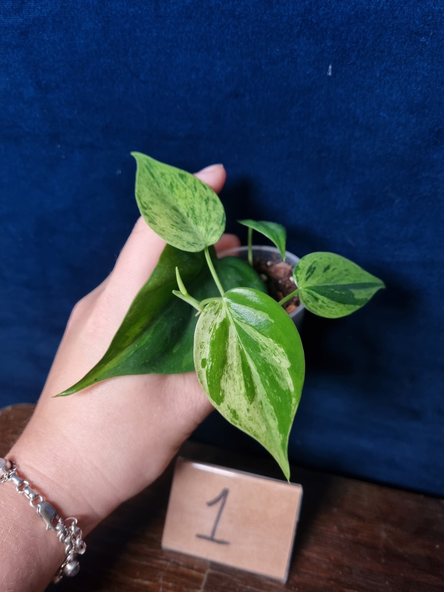 Philodendron Hederaceum Oxycardium Variegata