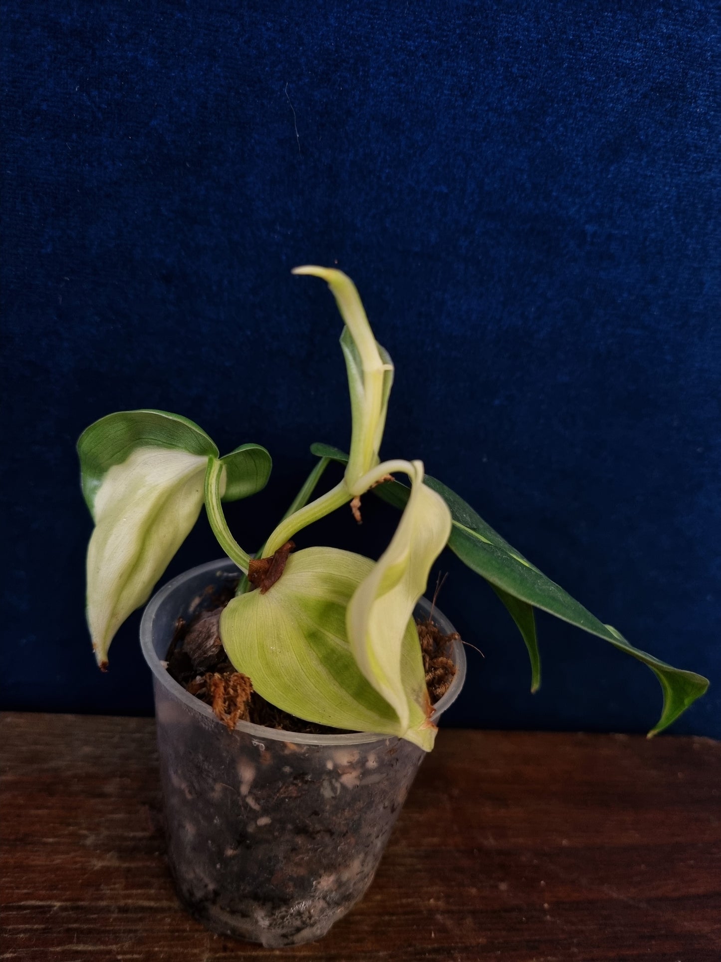 Philodendron Cream Splash