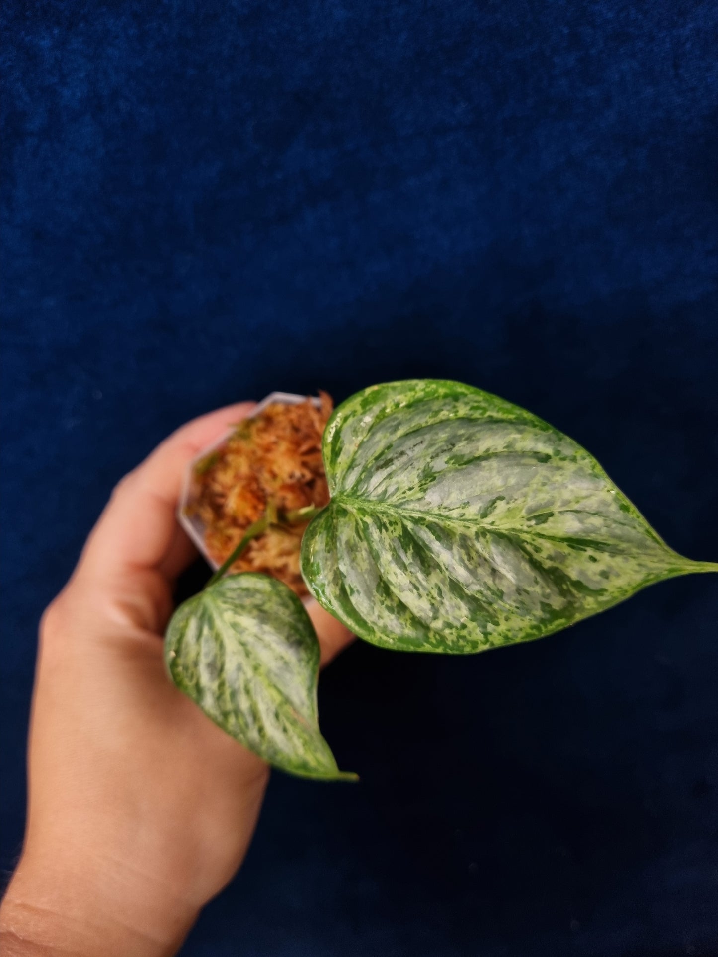 Philodendron Sodiroi Variegata