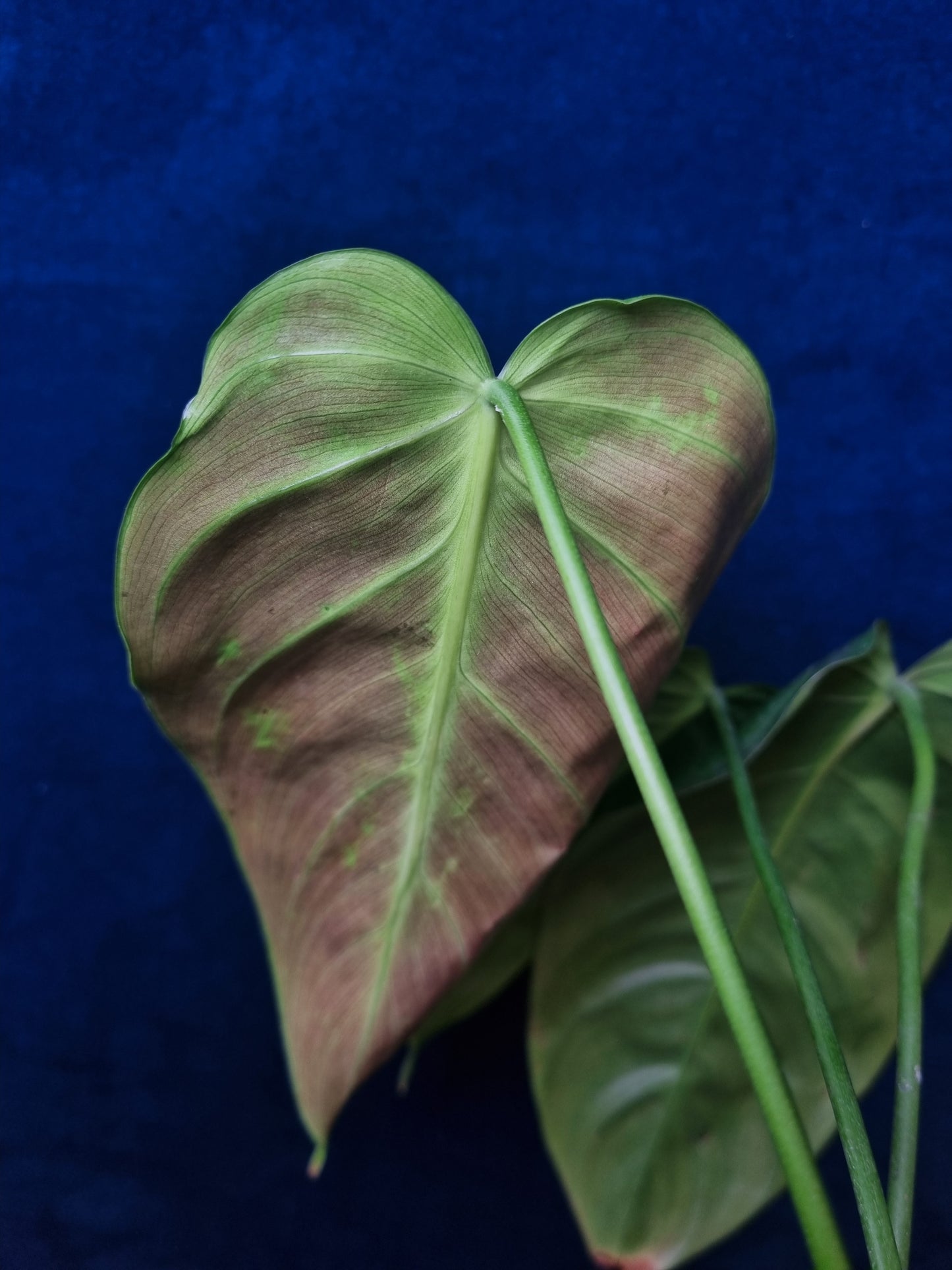 Philodendron Esmeraldense