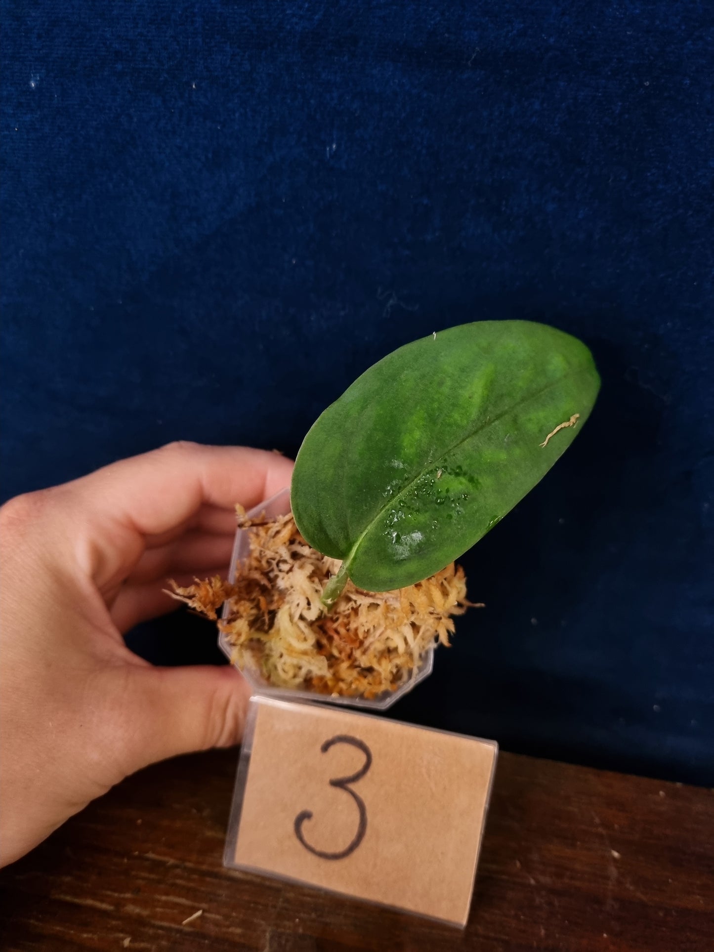 Monstera Velvet NO ID 'theplantaccount'