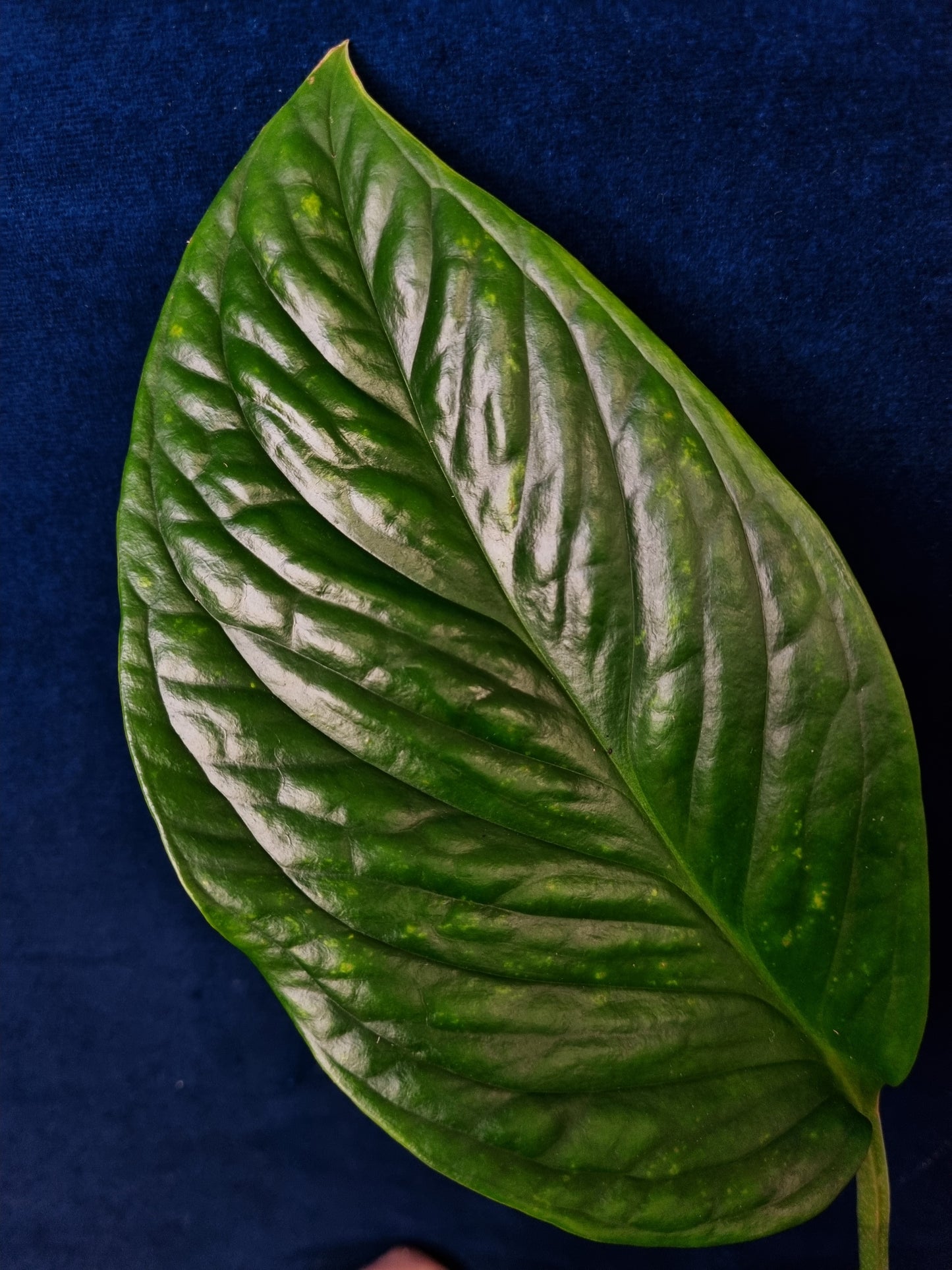Monstera Pinnatipartita