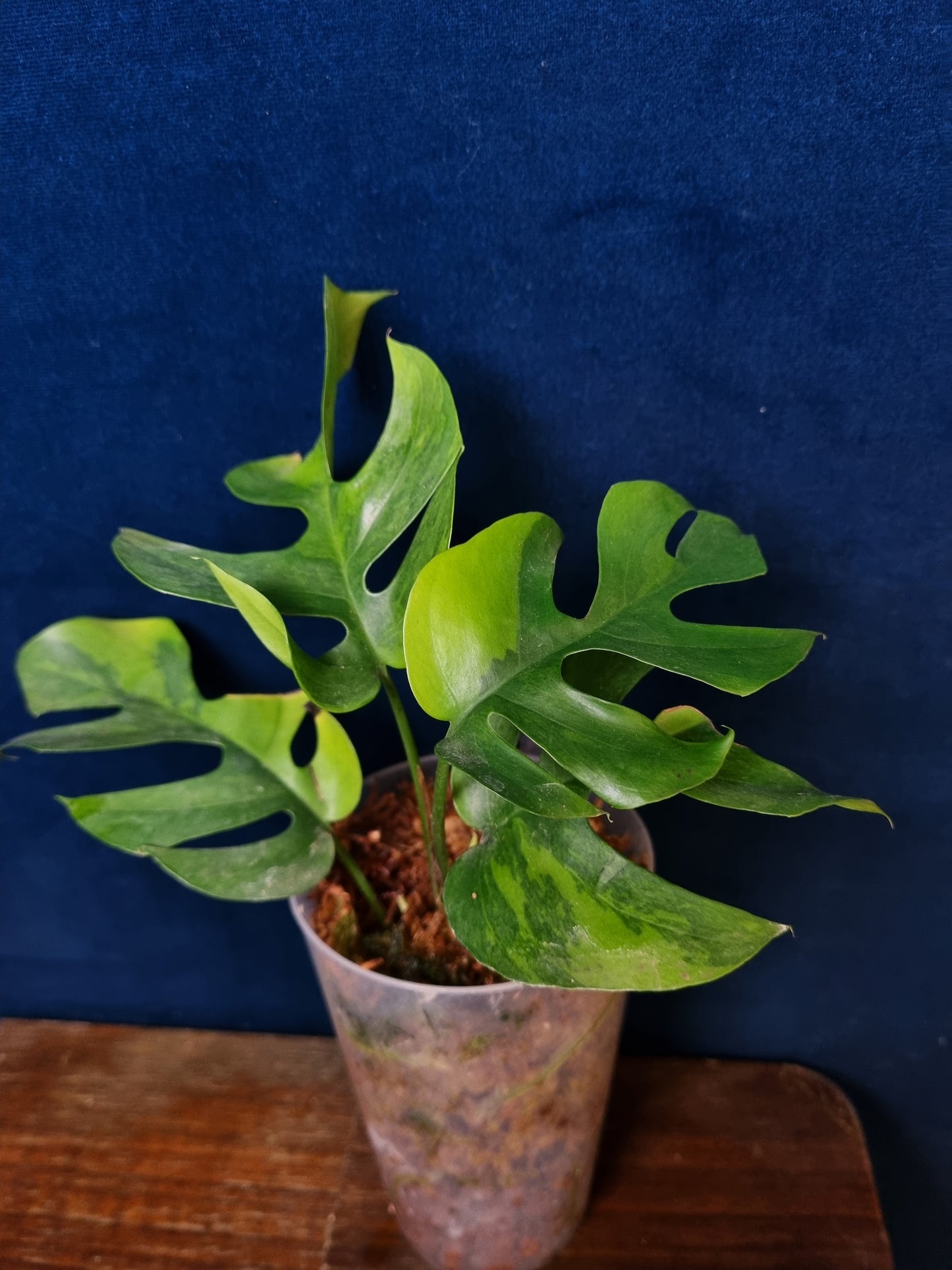 Rhaphidophora Tetrasperma Aurea