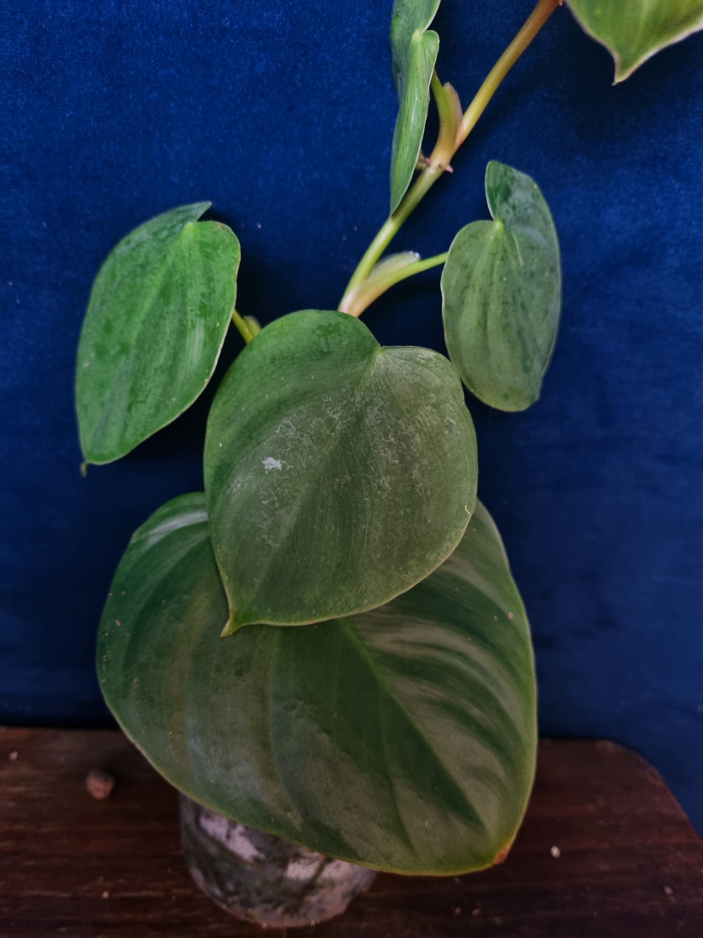 Philodendron Nangaritense x Wernerii