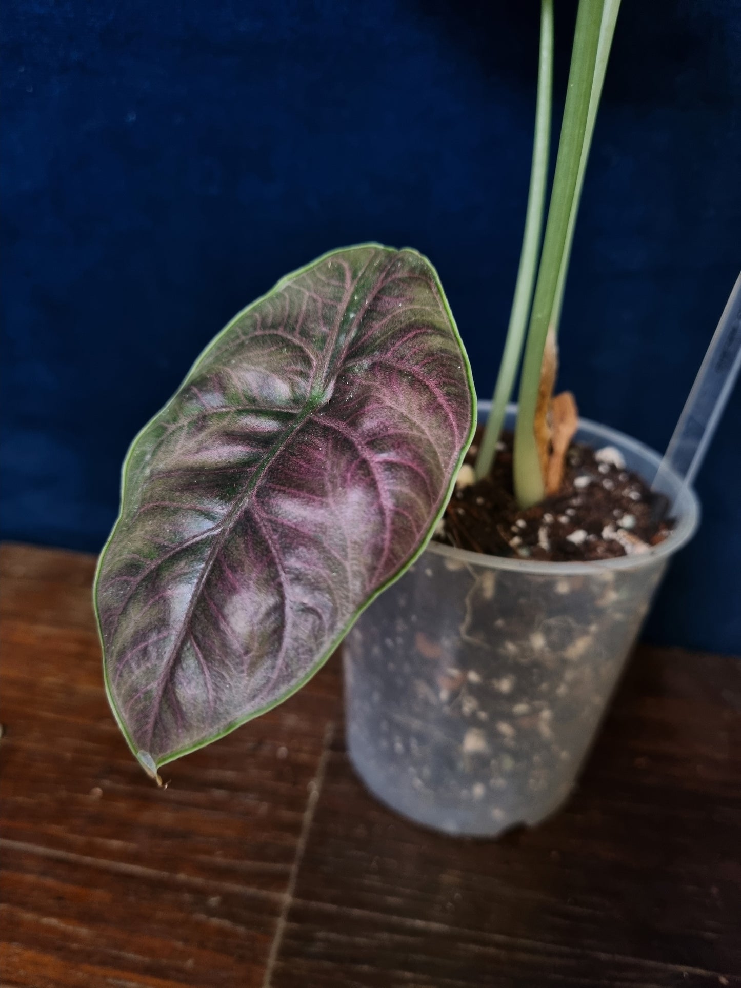 Alocasia Azlanii