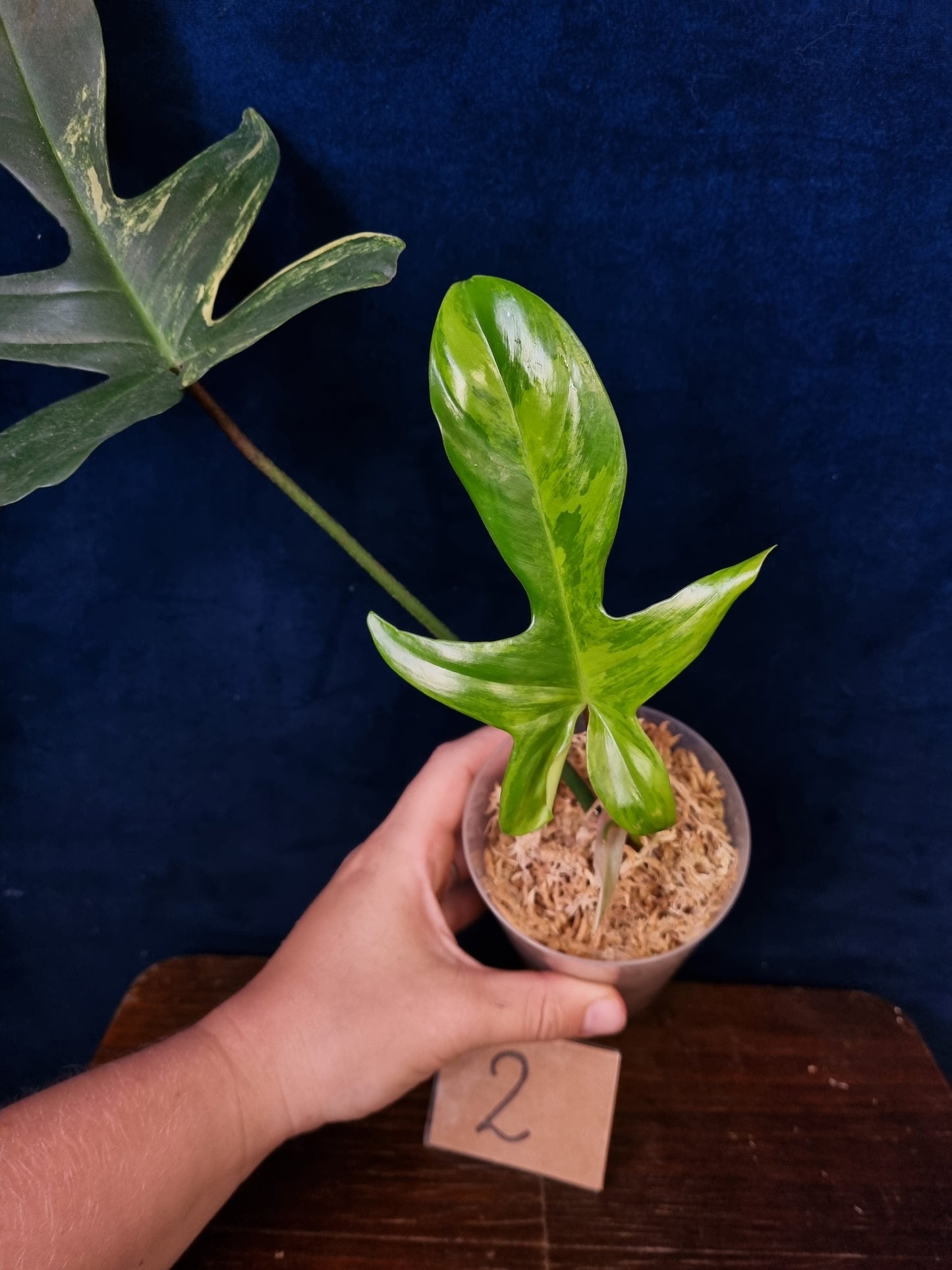 Philodendron Florida Beauty