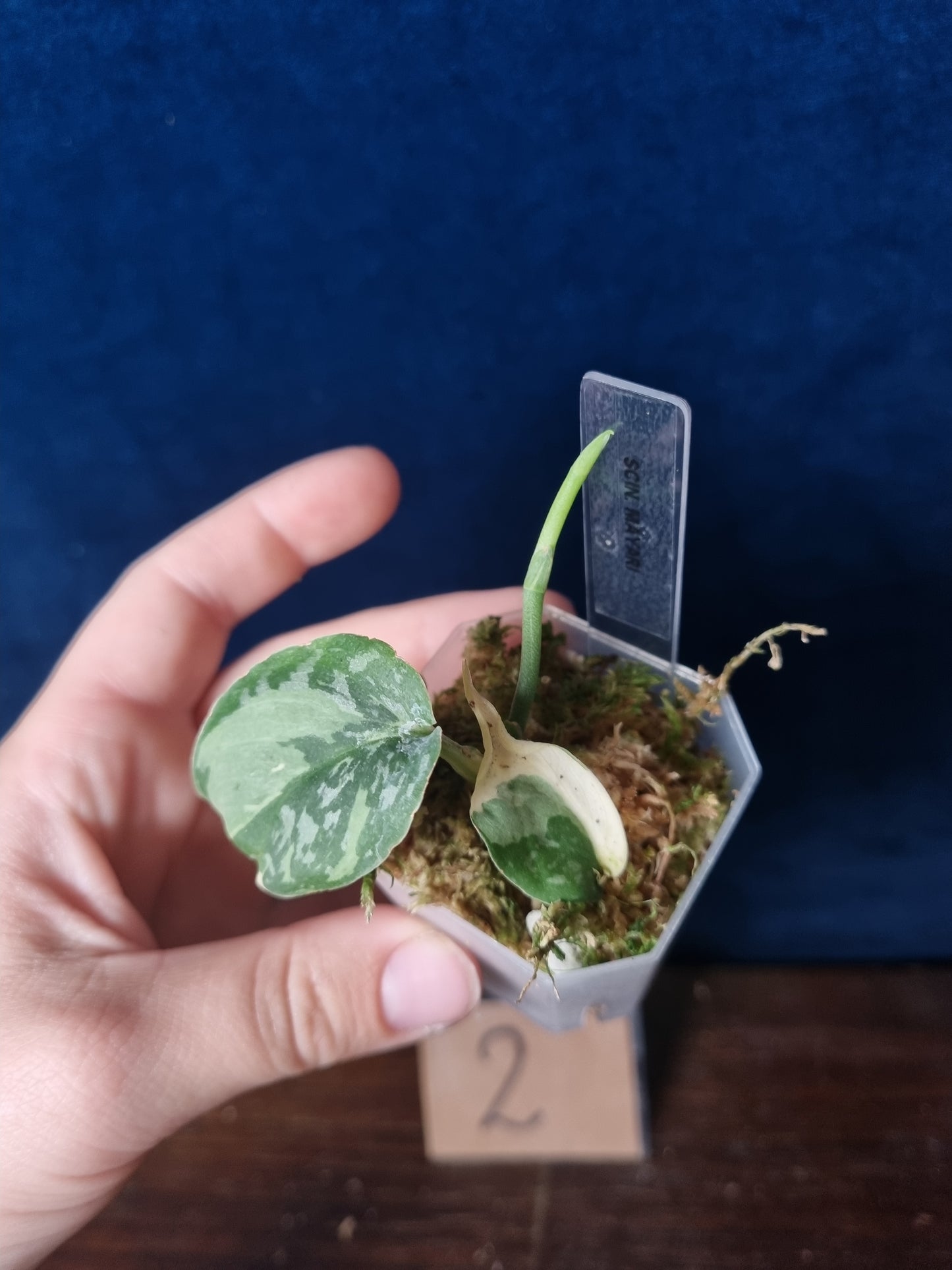 Scindapsus Mayari