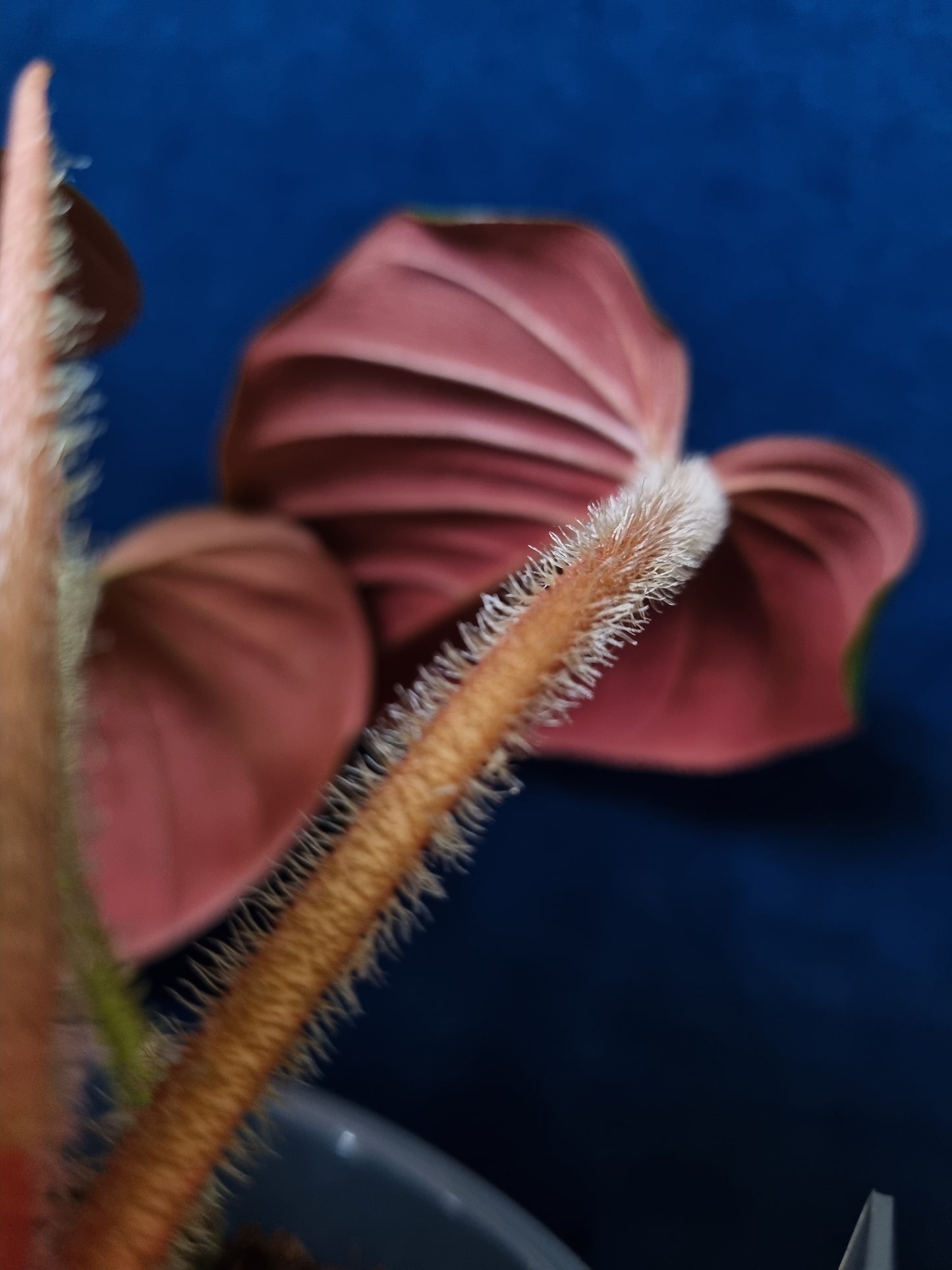 Philodendron Squamicaule Pink