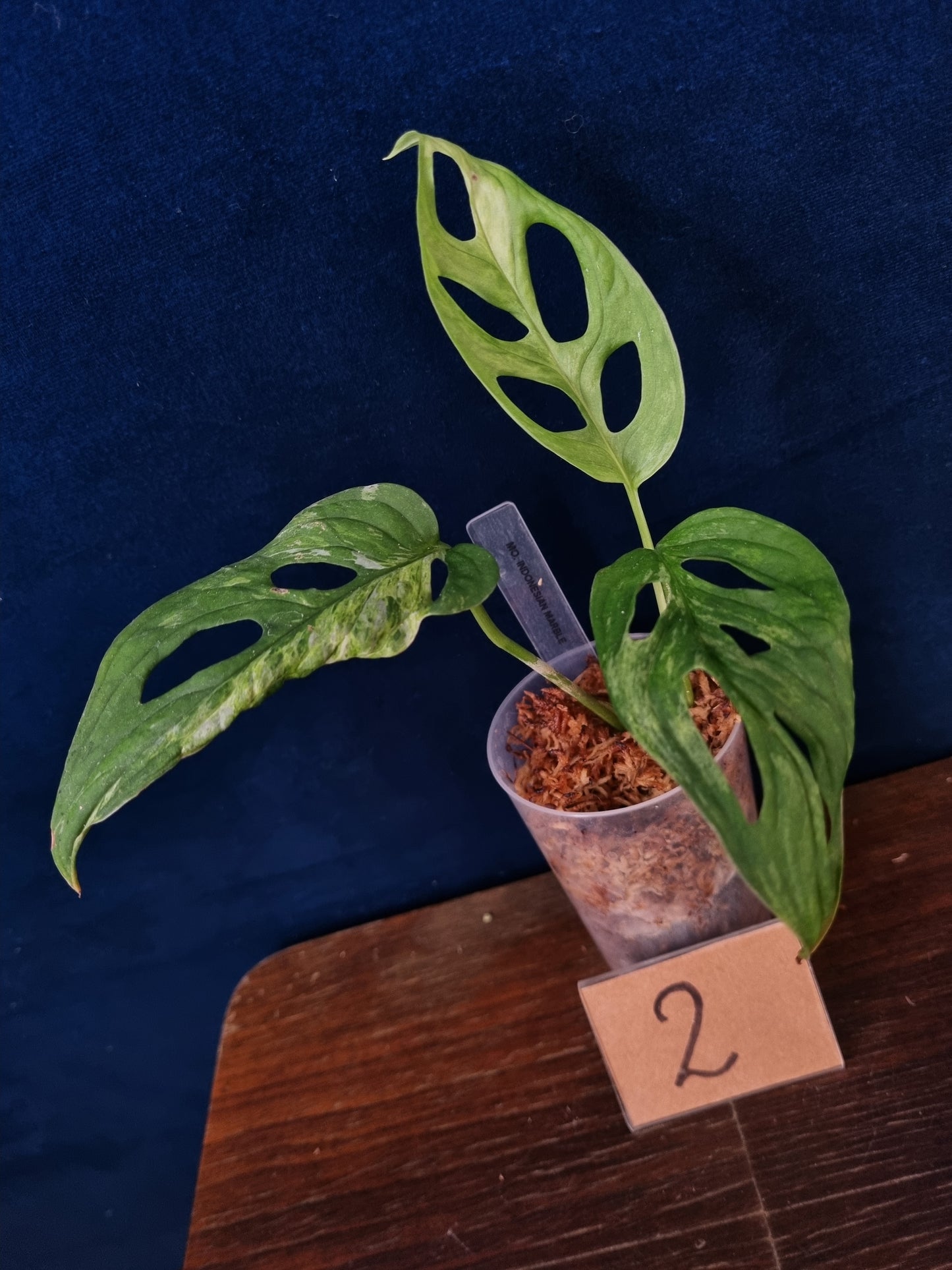 Monstera Adansonii Indonesian Marble