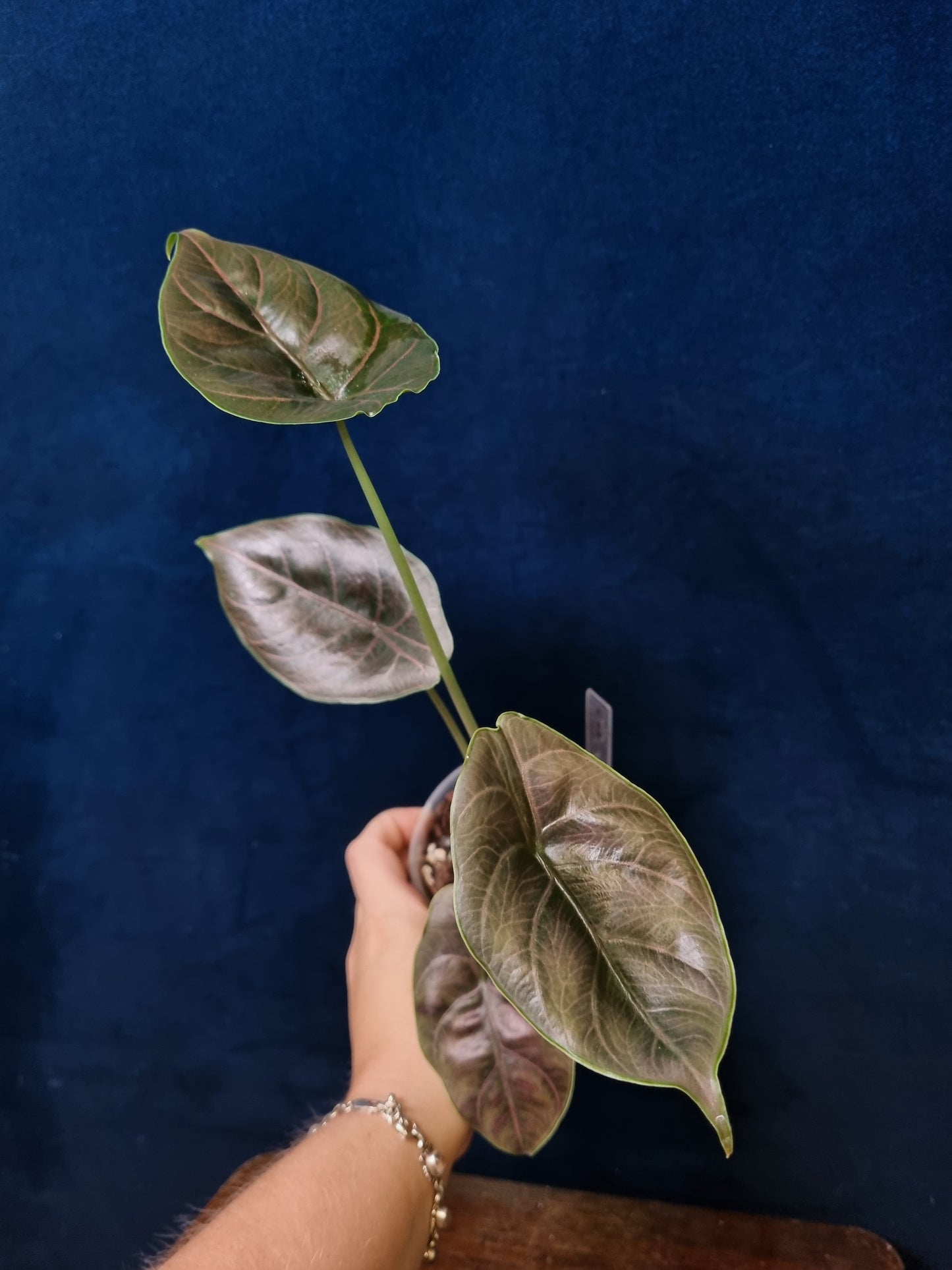 Alocasia Azlanii