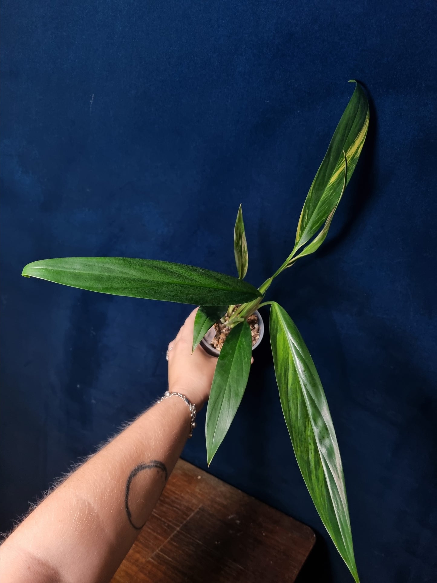 Epipremnum Amplissimum Aurea