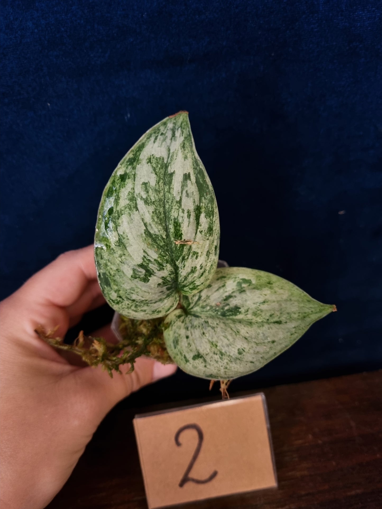 Scindapsus Peasun