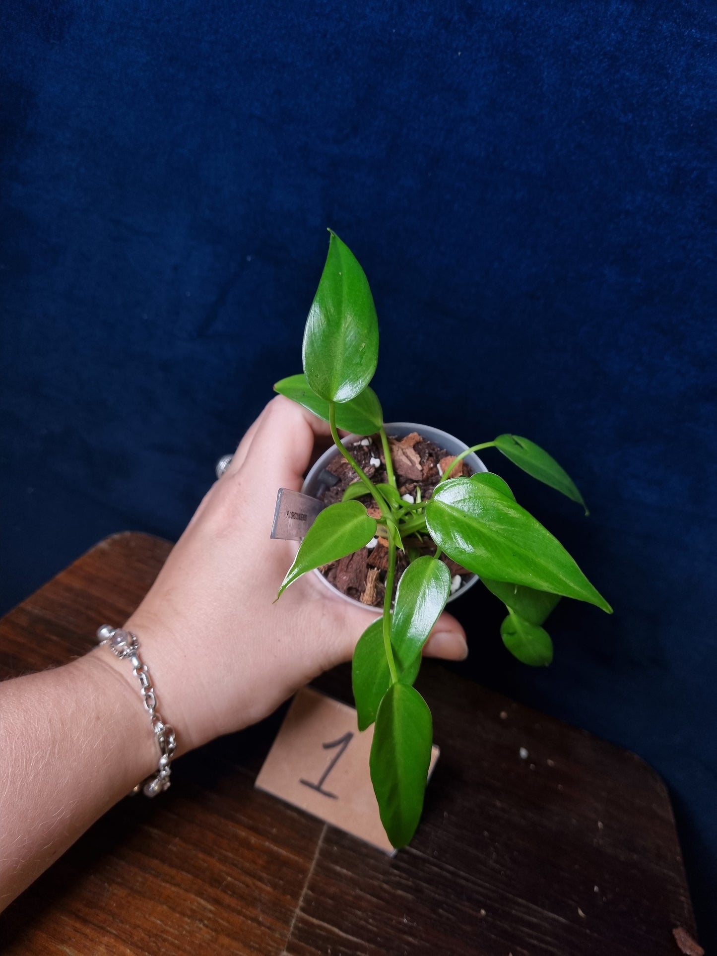 Philodendron Corovadensis
