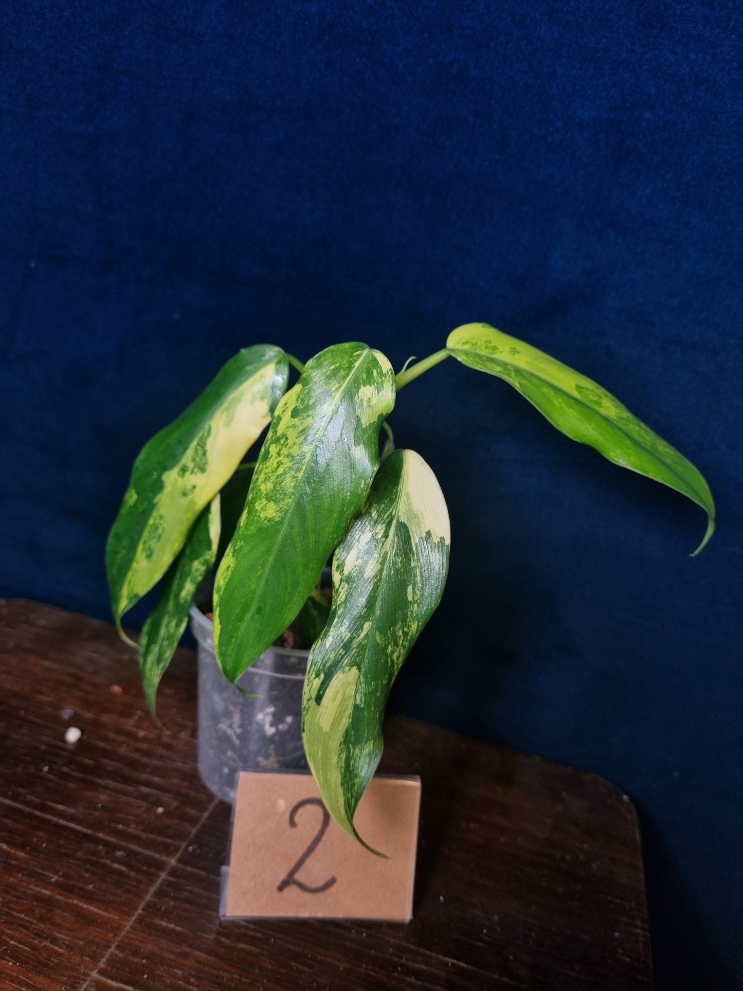 Philodendron Domesticum Variegata