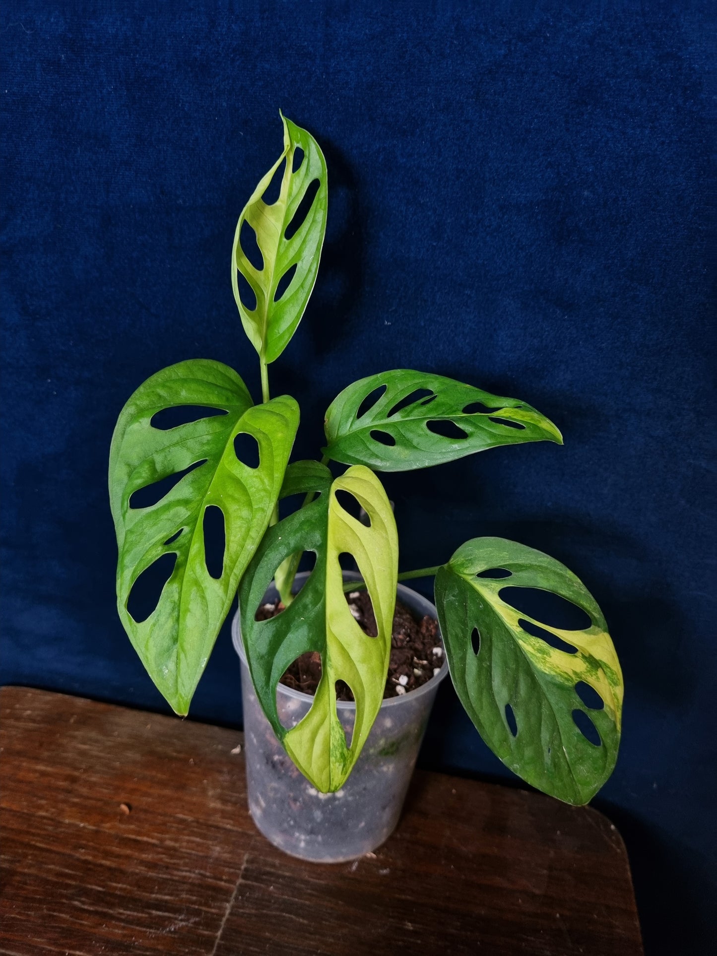 Monstera Adansonii Aurea