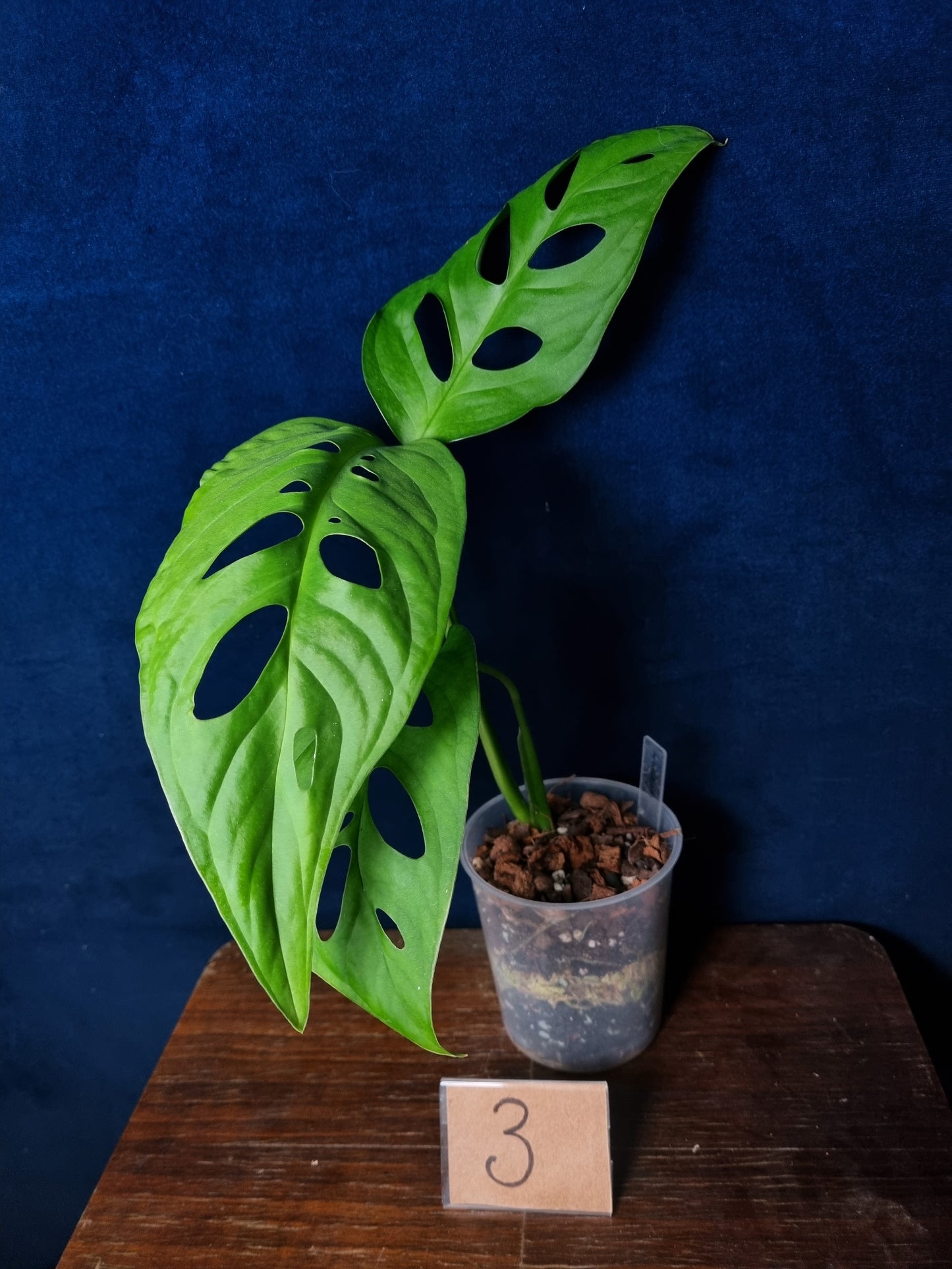 Monstera Esqueleto