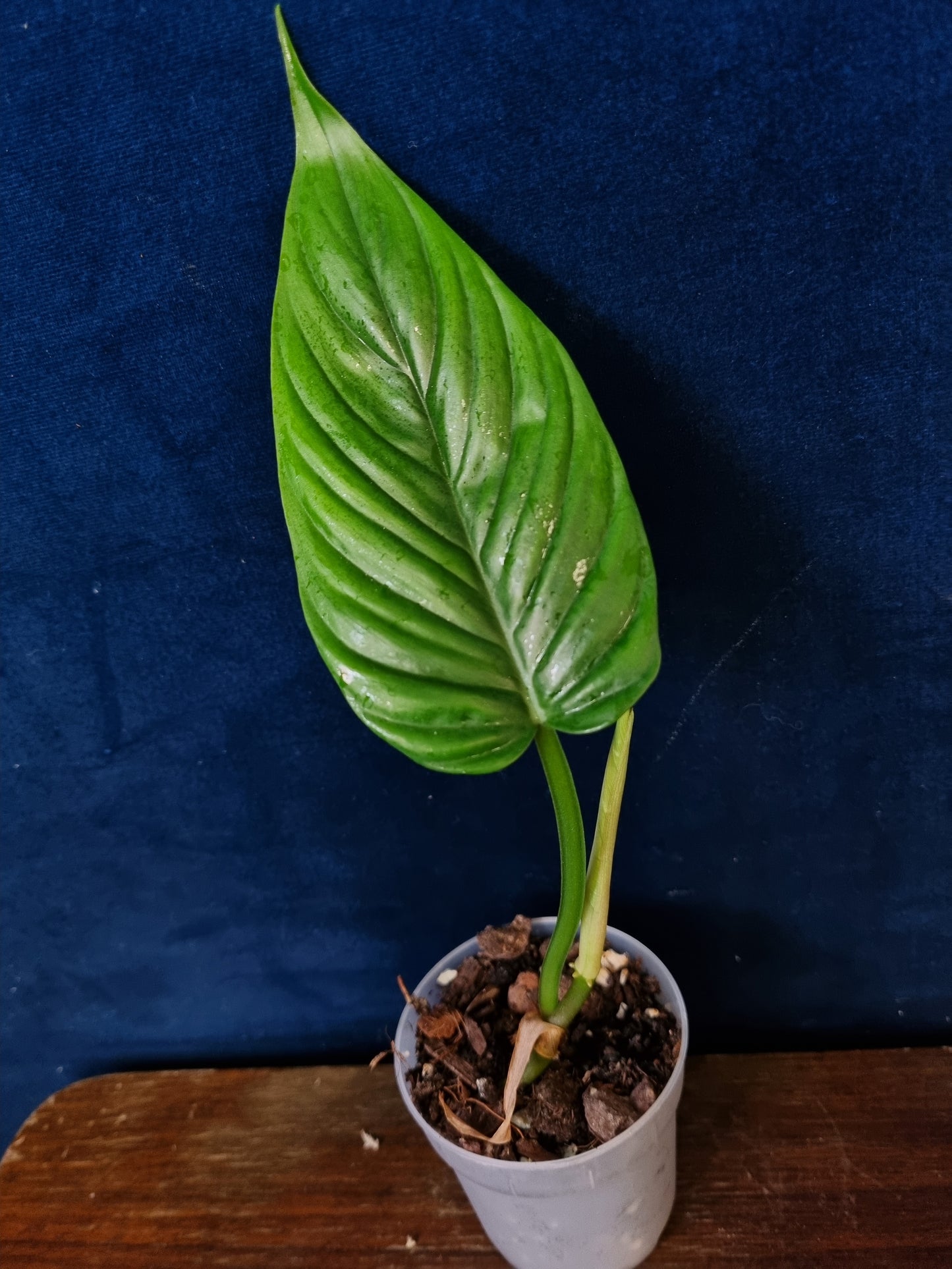 Philodendron Ernestii