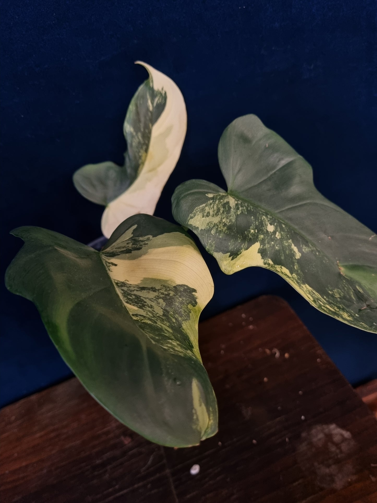Philodendron Bipennifolium Variegata