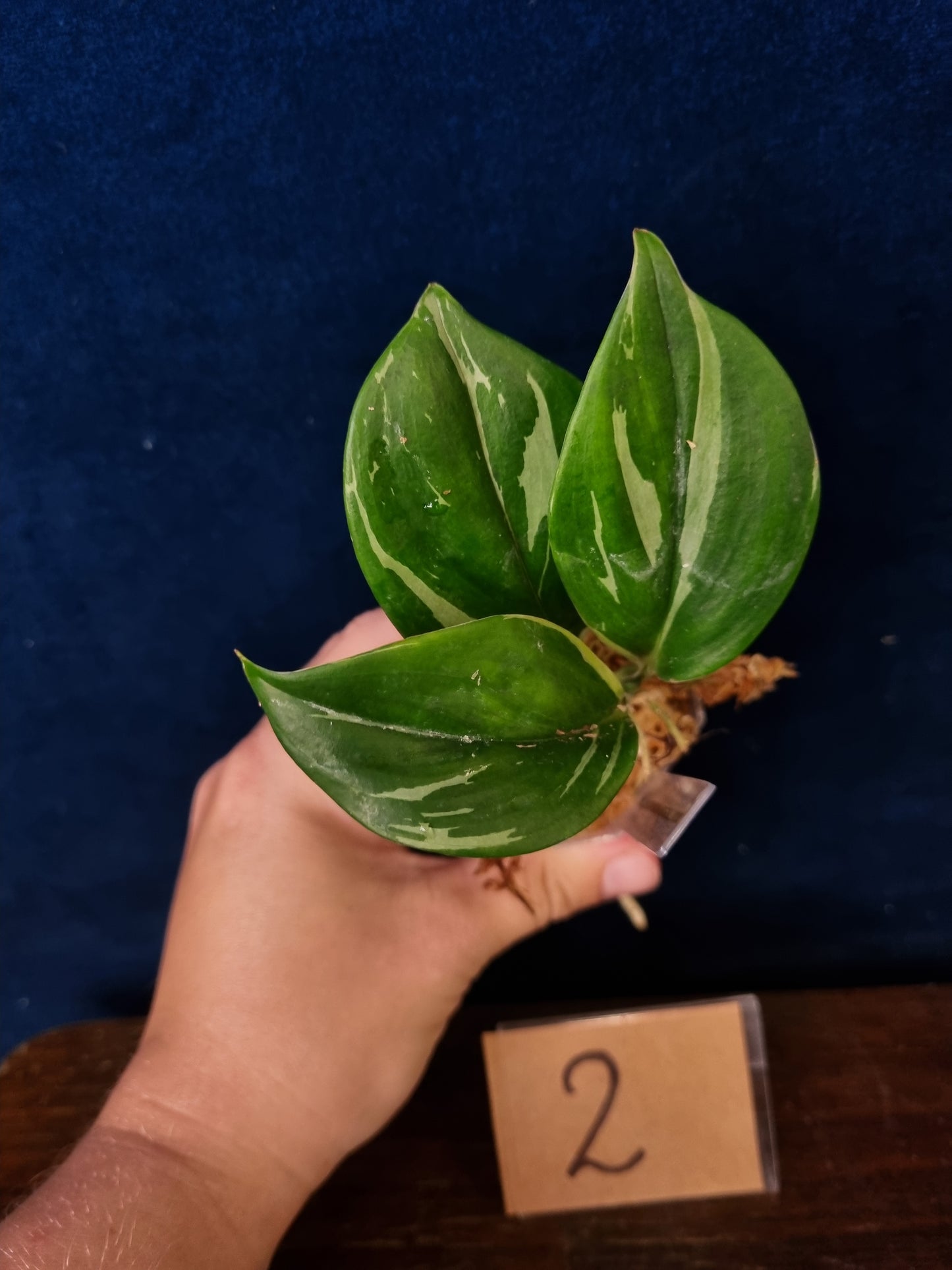 Scindapsus Treubii Moonlight Variegata