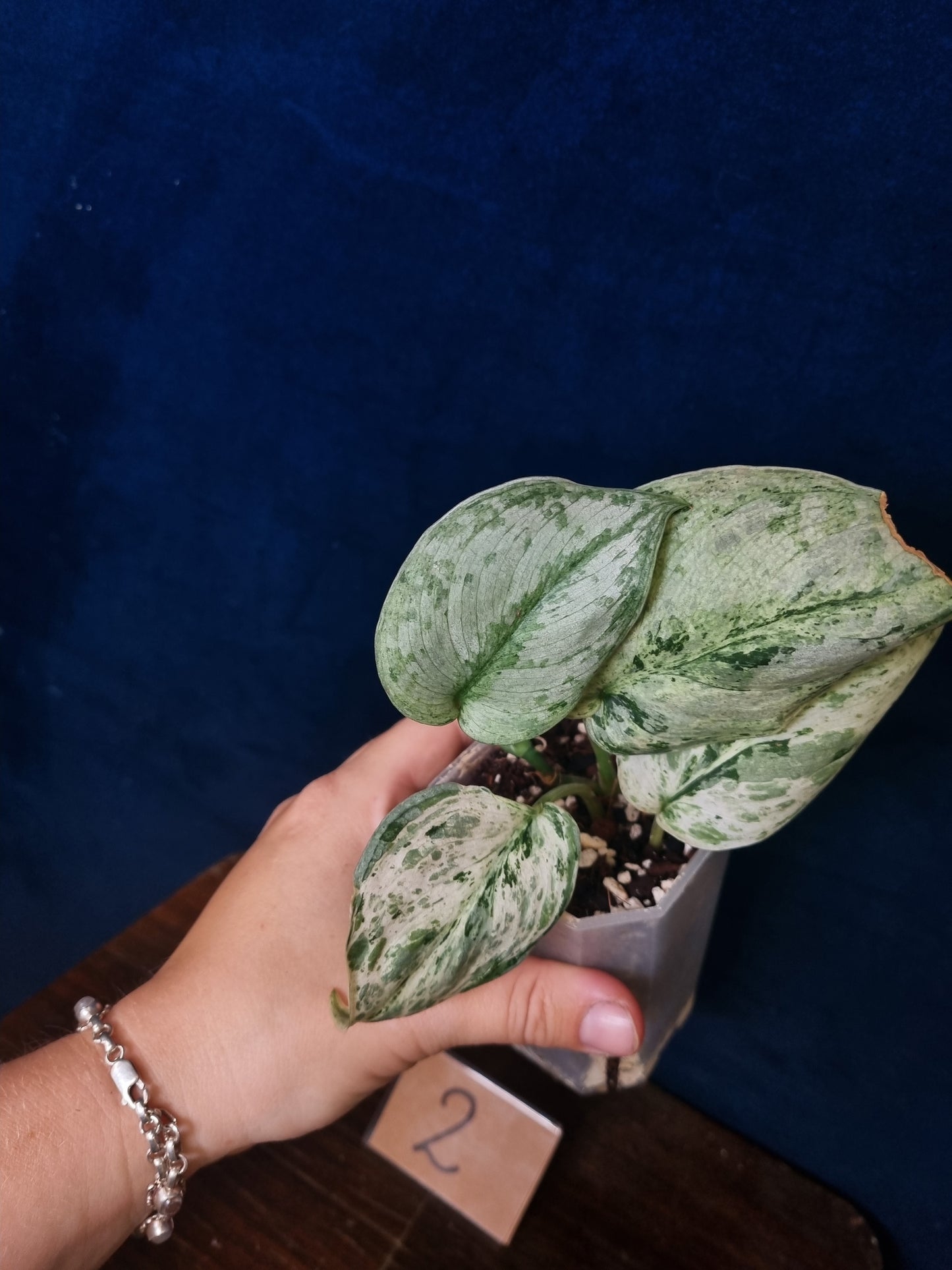 Scindapsus Peasun Medium