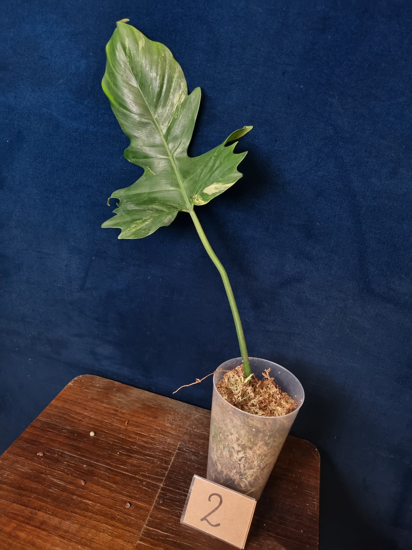 Philodendron Florida Beauty x Mayoi