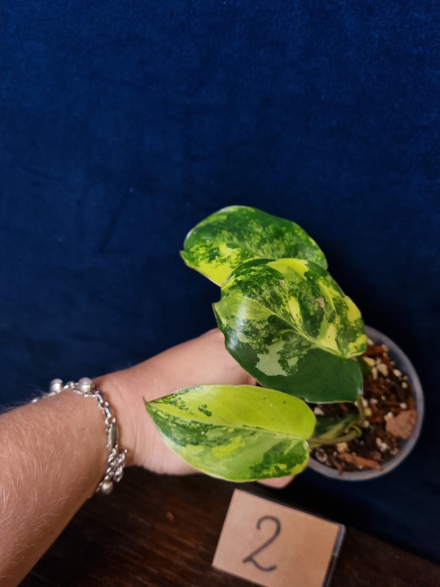 Philodendron Burle Marx Variegata