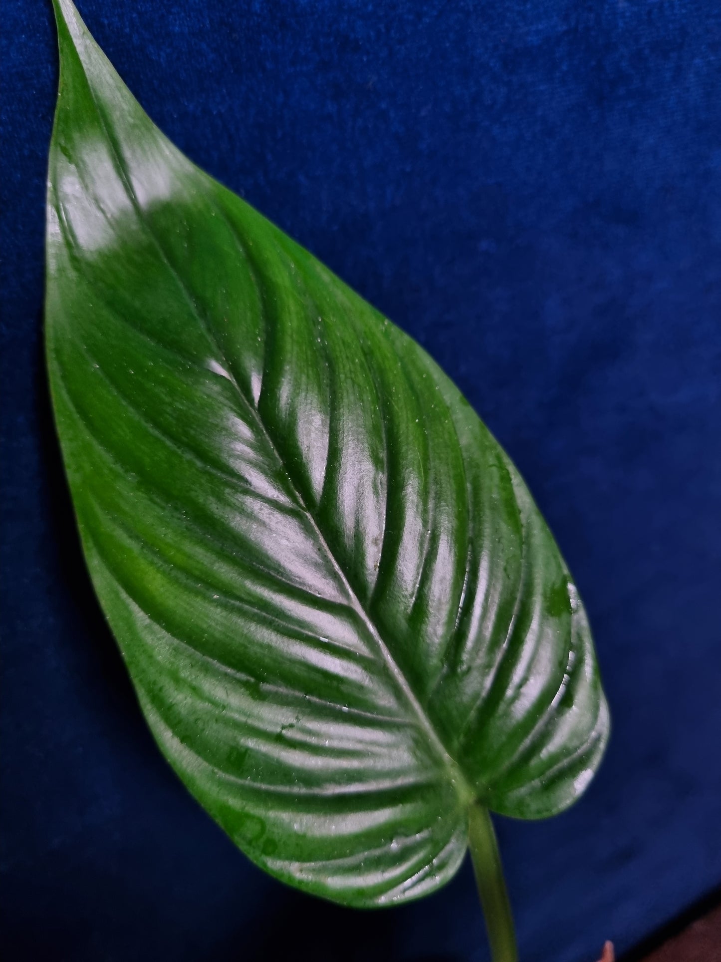 Philodendron Ernestii