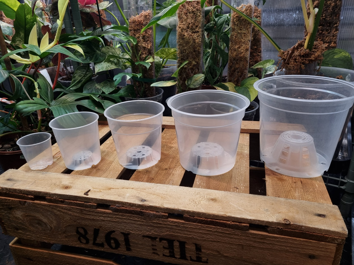 Clear Pot D12 set of 5