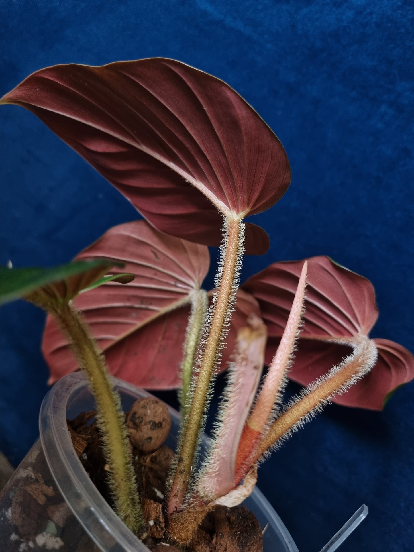 Philodendron Squamicaule Pink