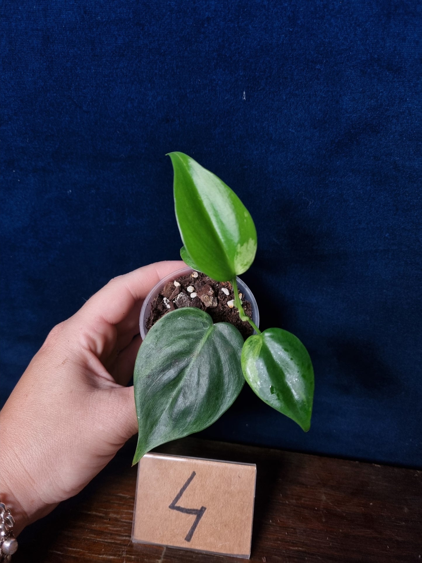 Philodendron Hederaceum Oxycardium Variegata