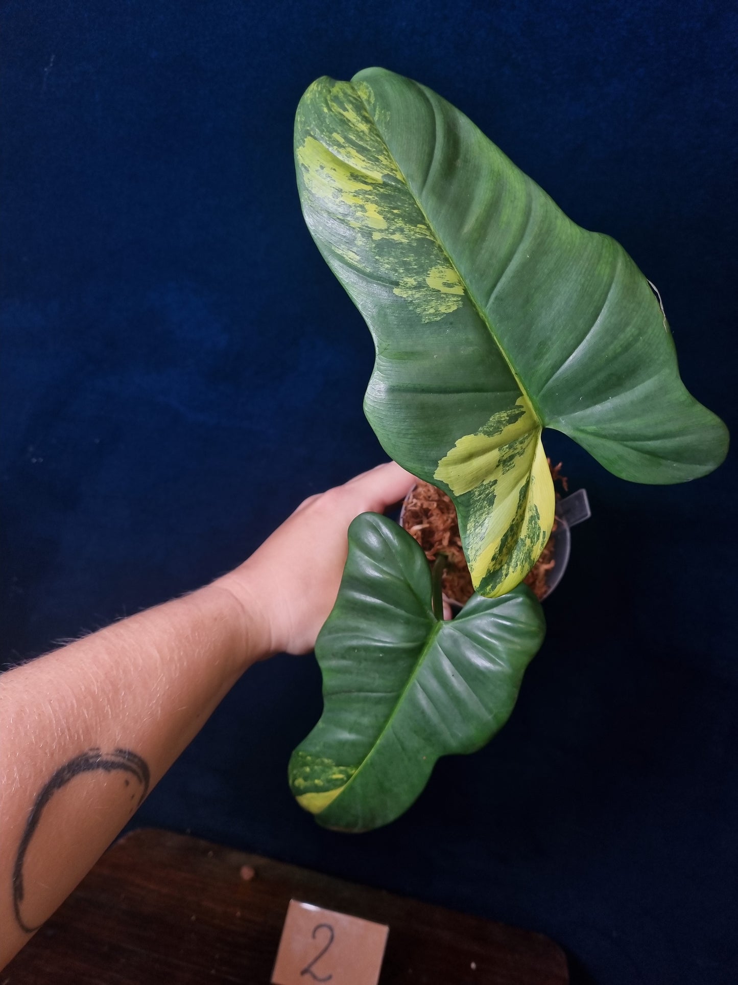 Philodendron Bipennifolium Variegata